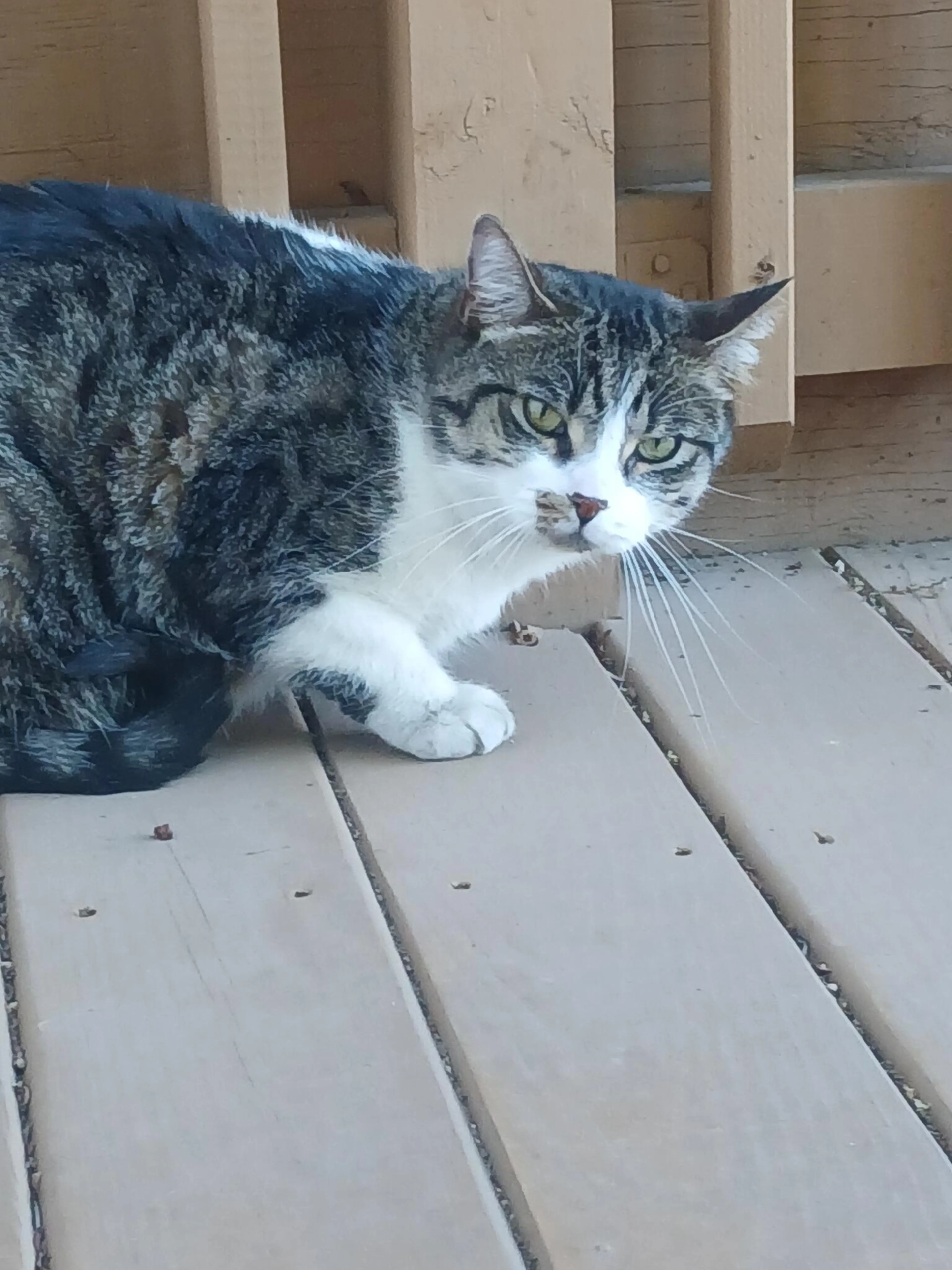 Found pet