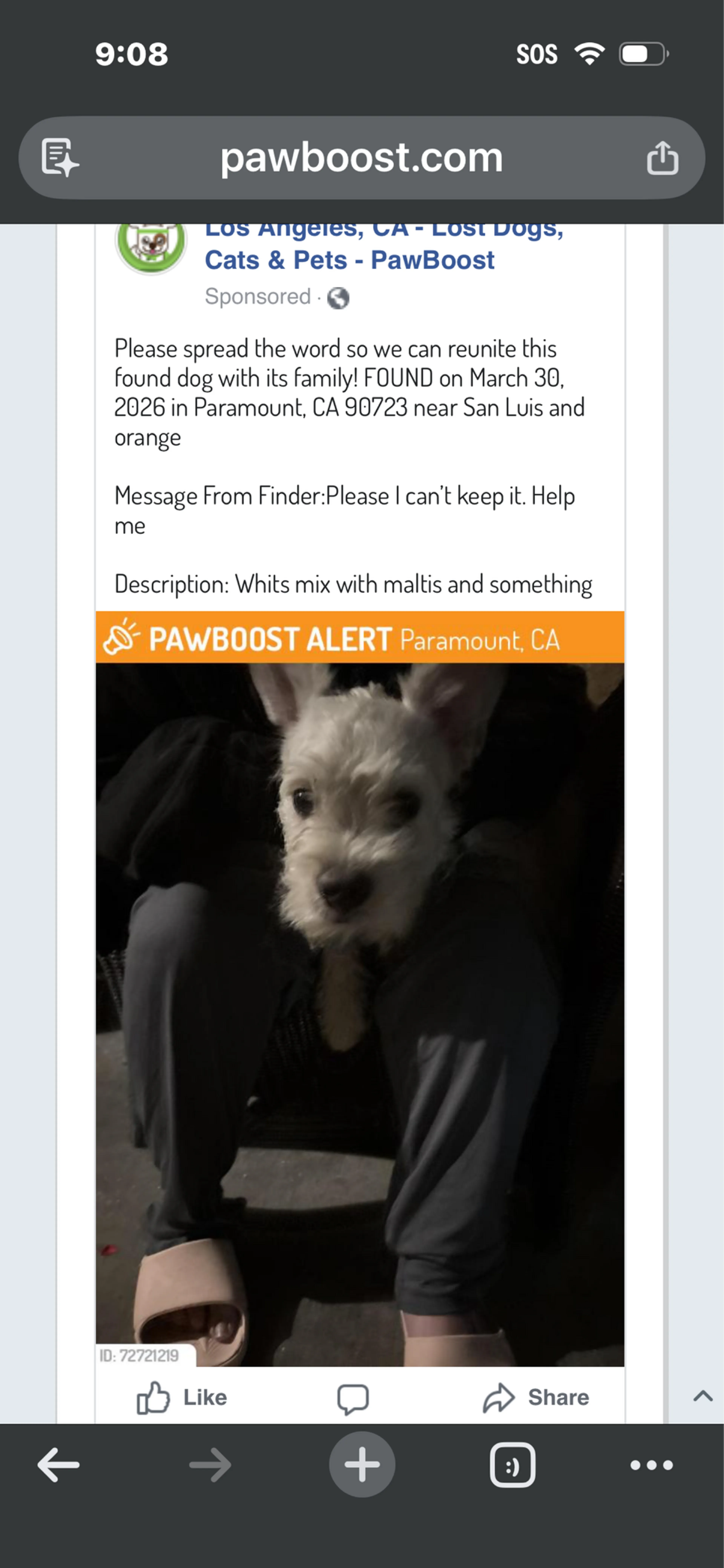 Found pet