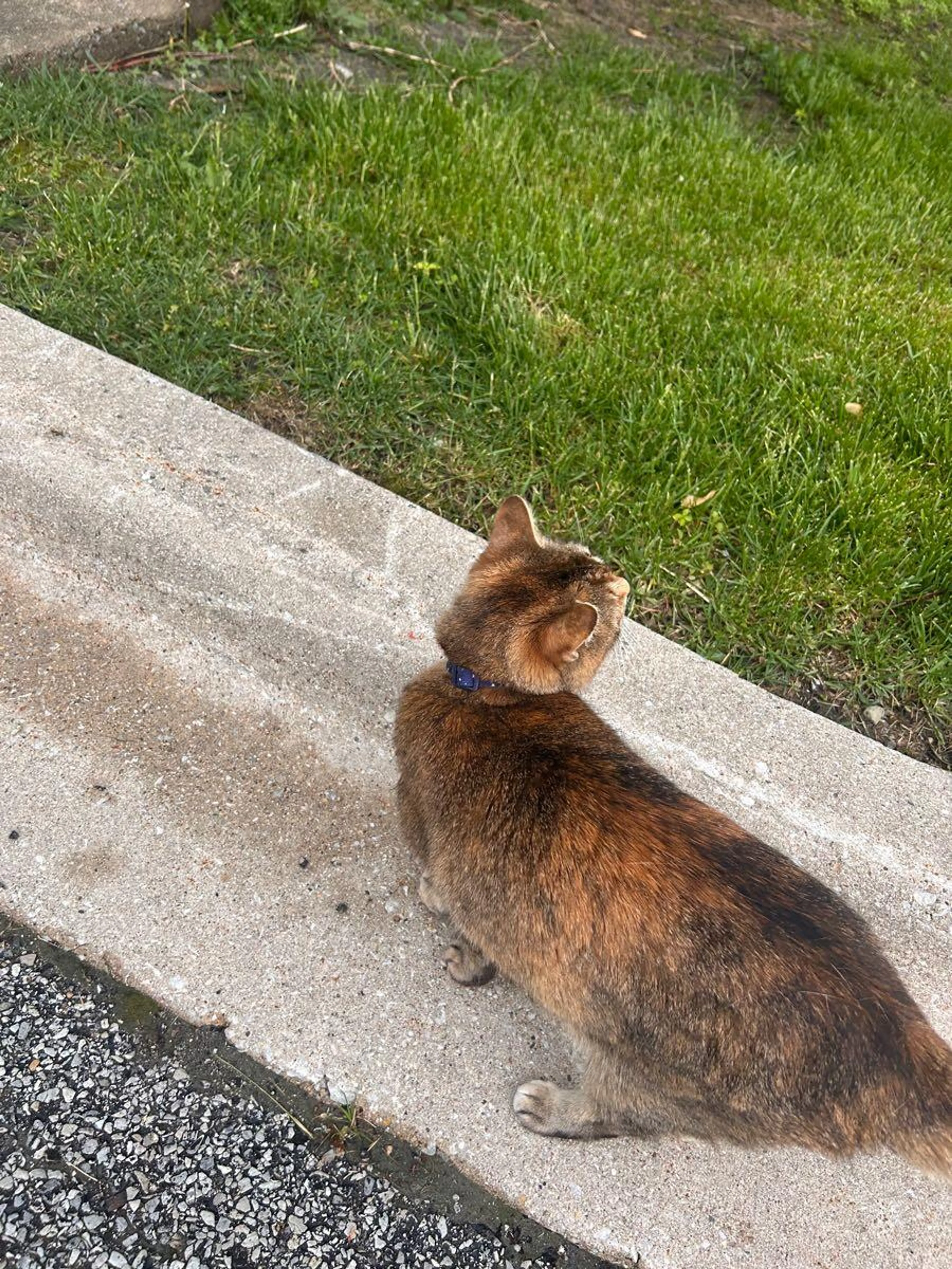 Found pet