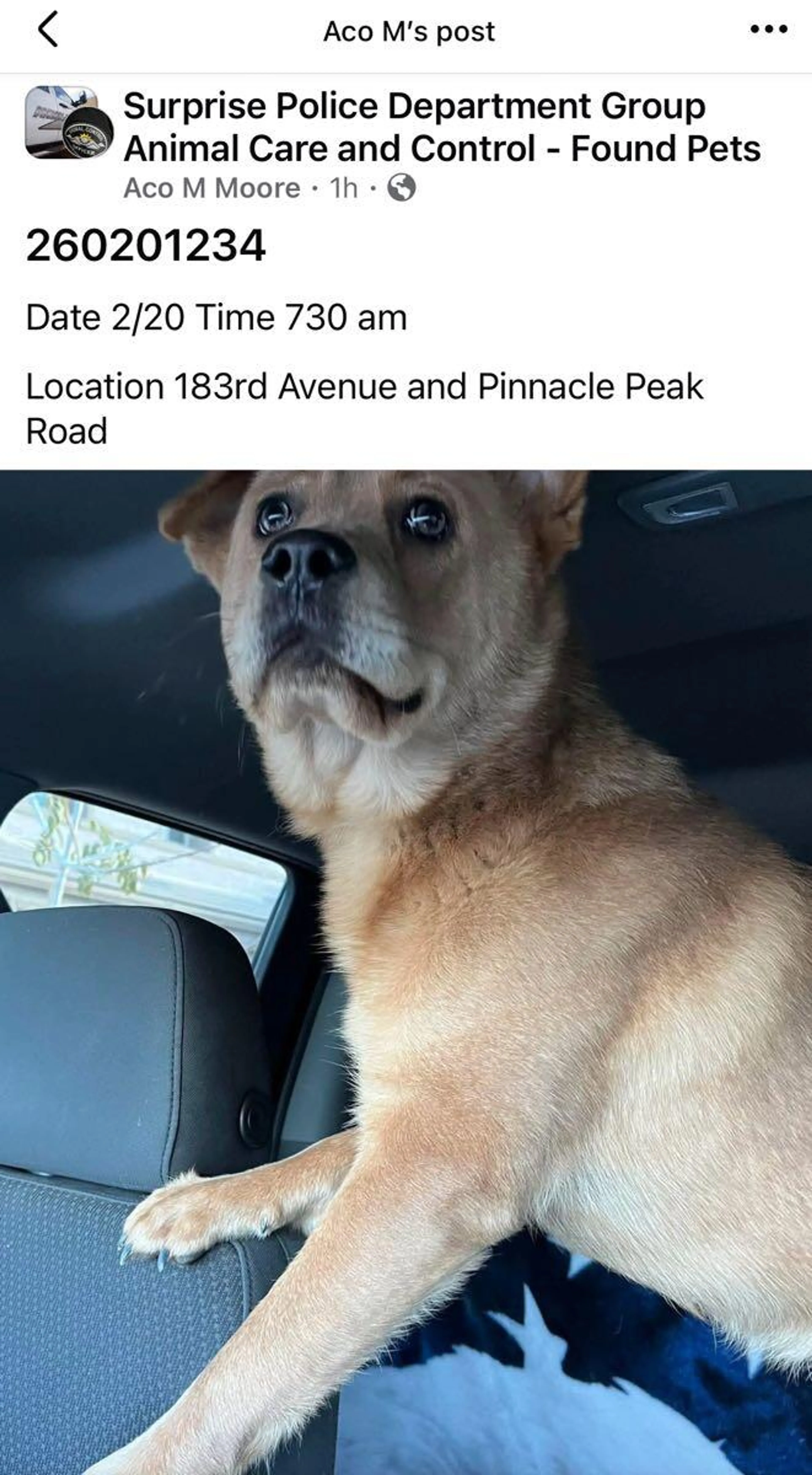 Found pet