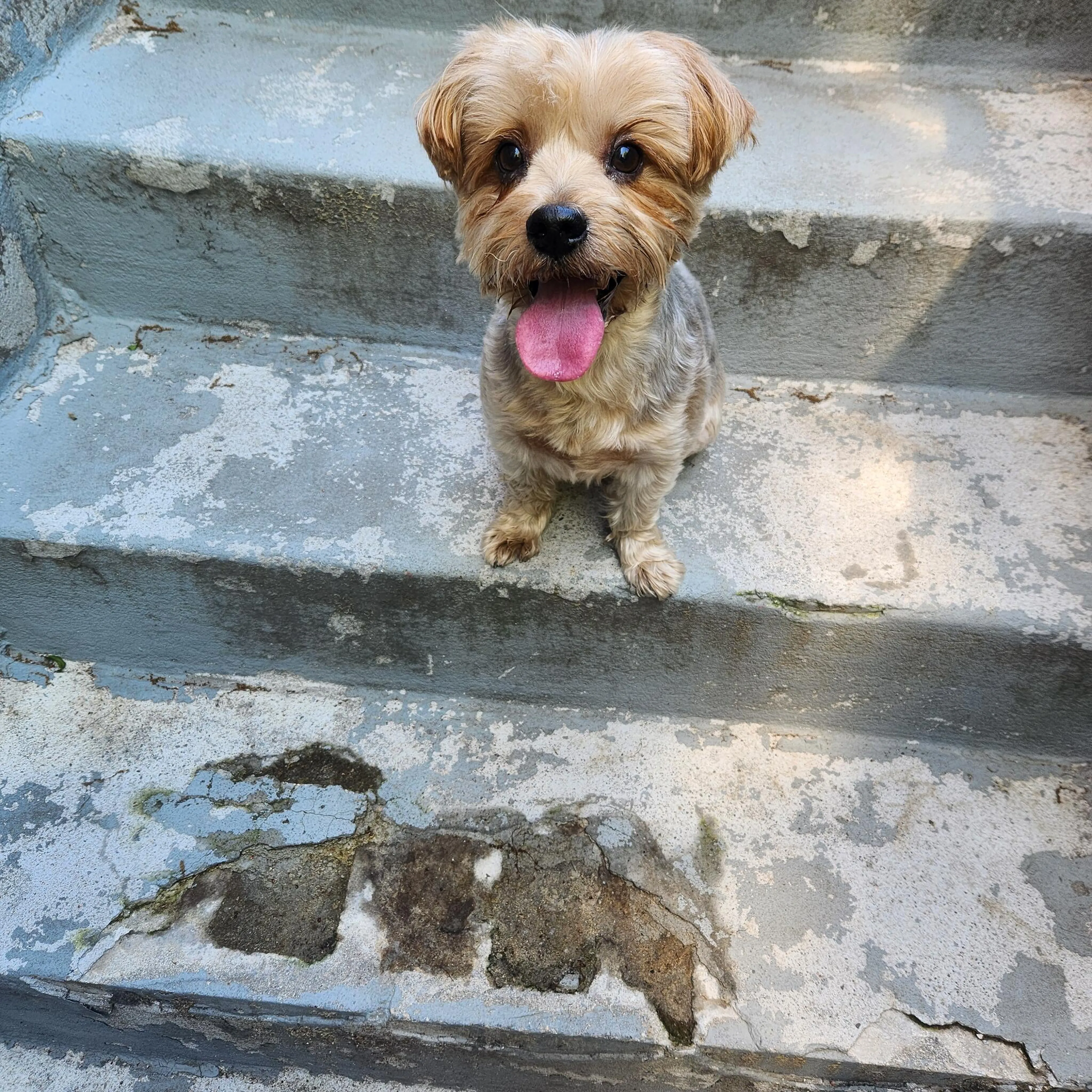 Found pet