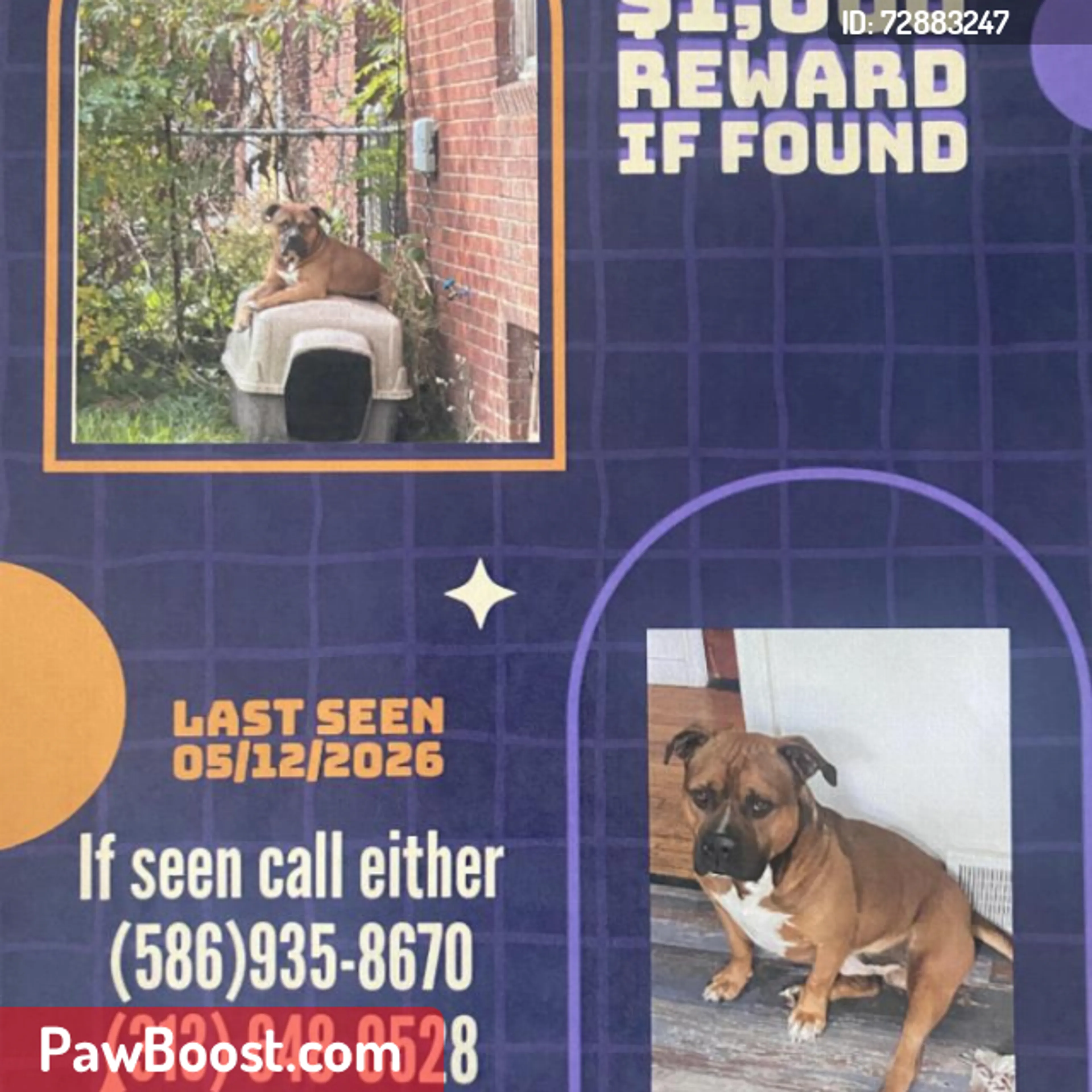 Lost pet