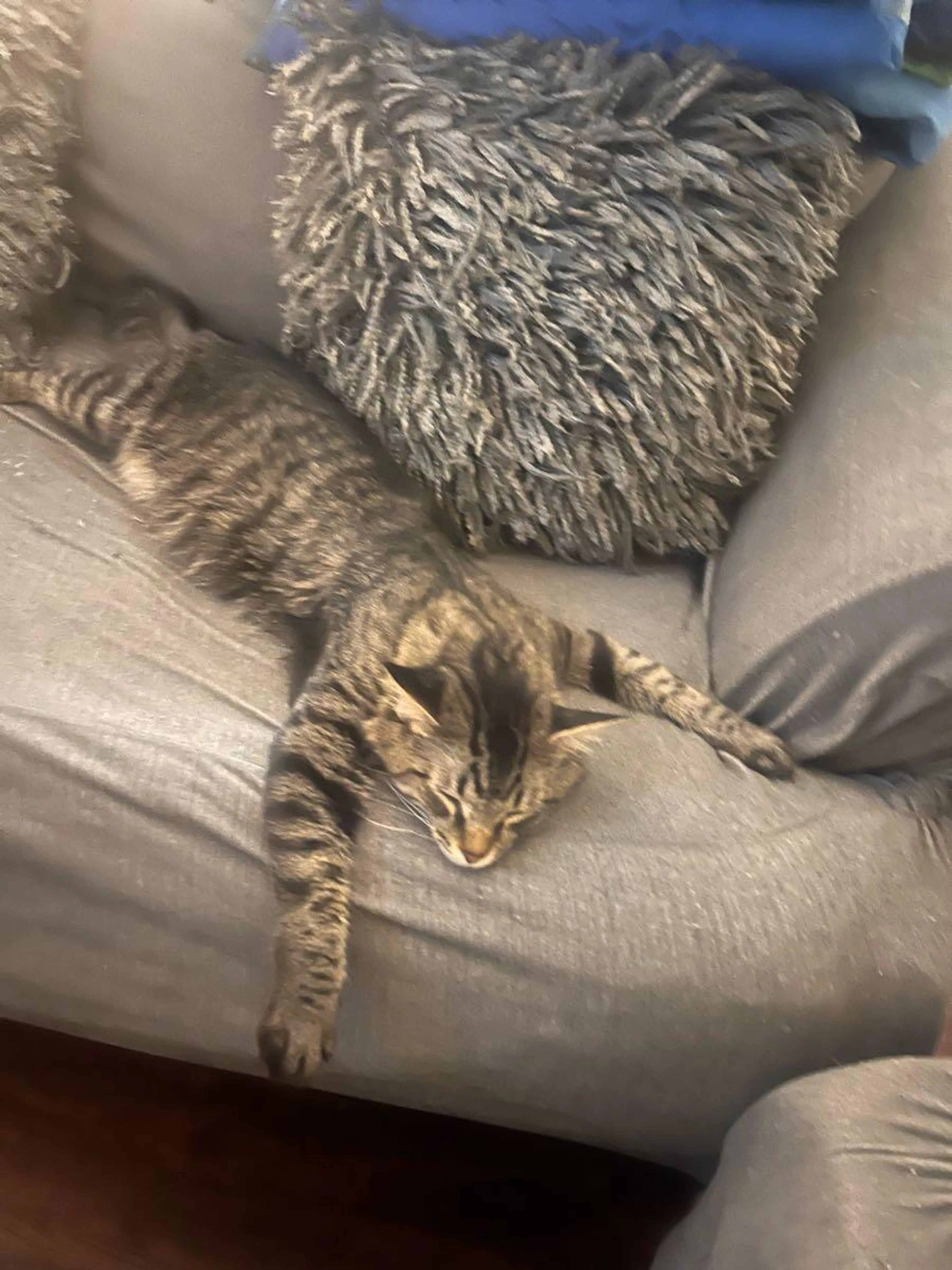 Lost pet