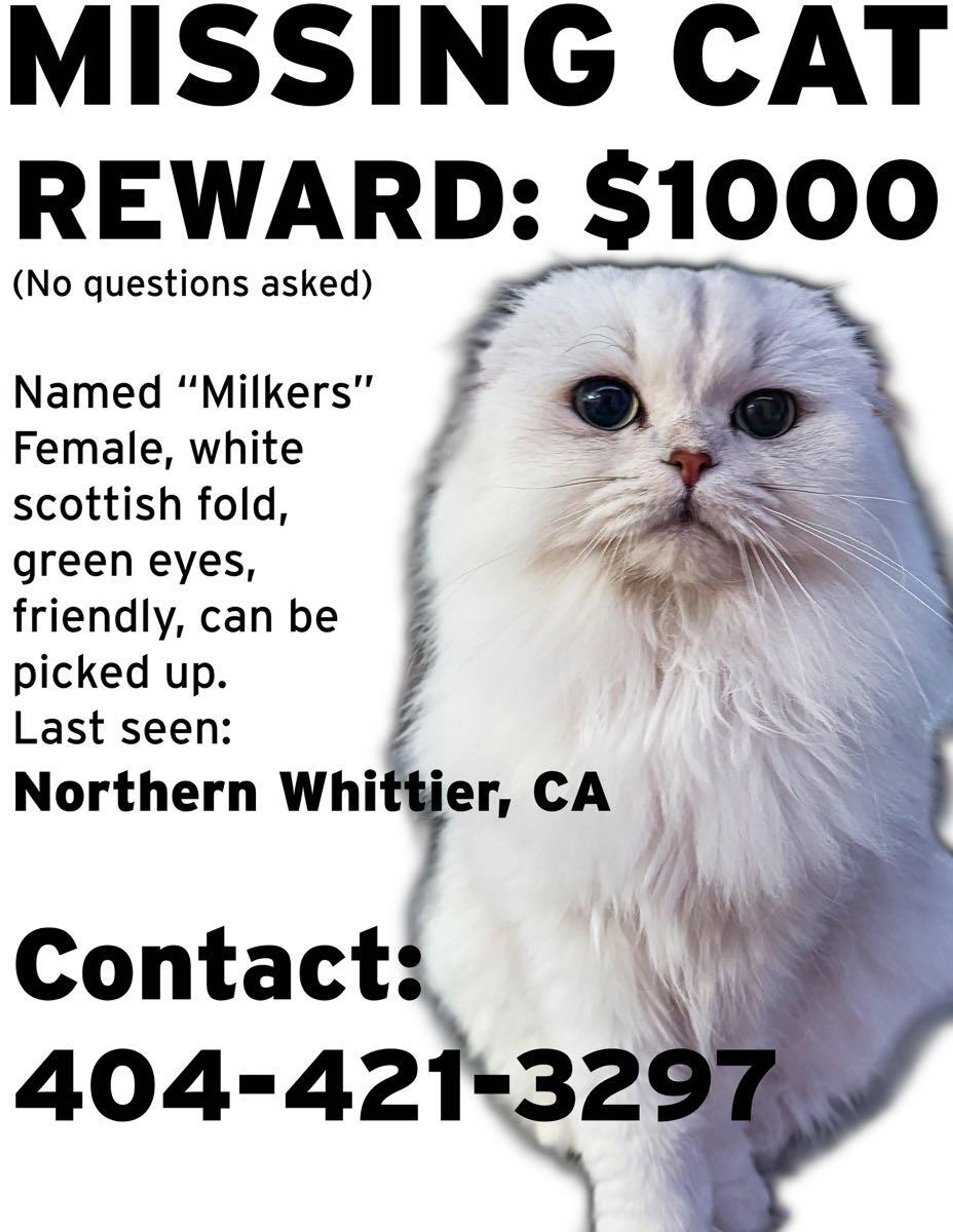 Lost pet