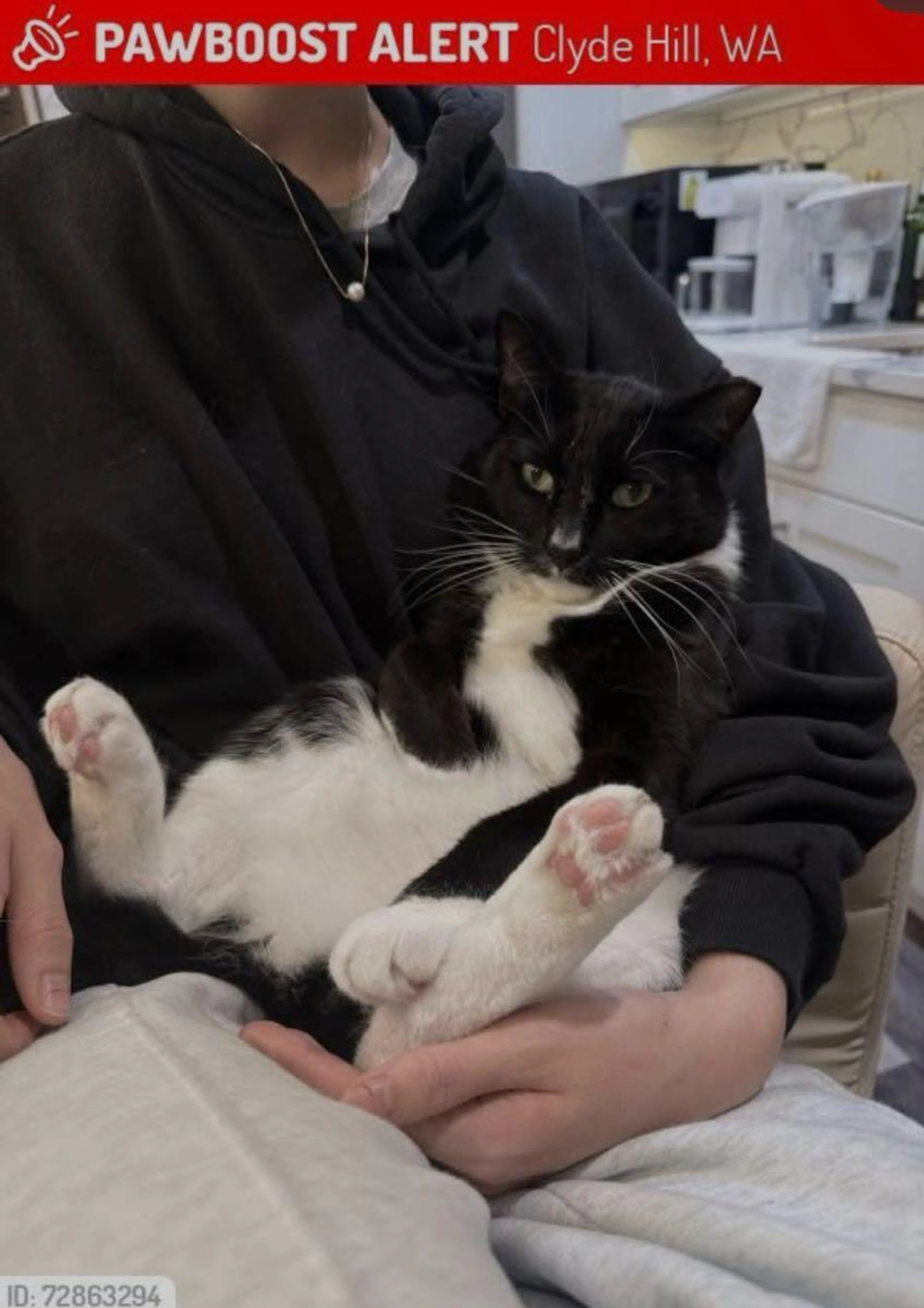 Lost pet