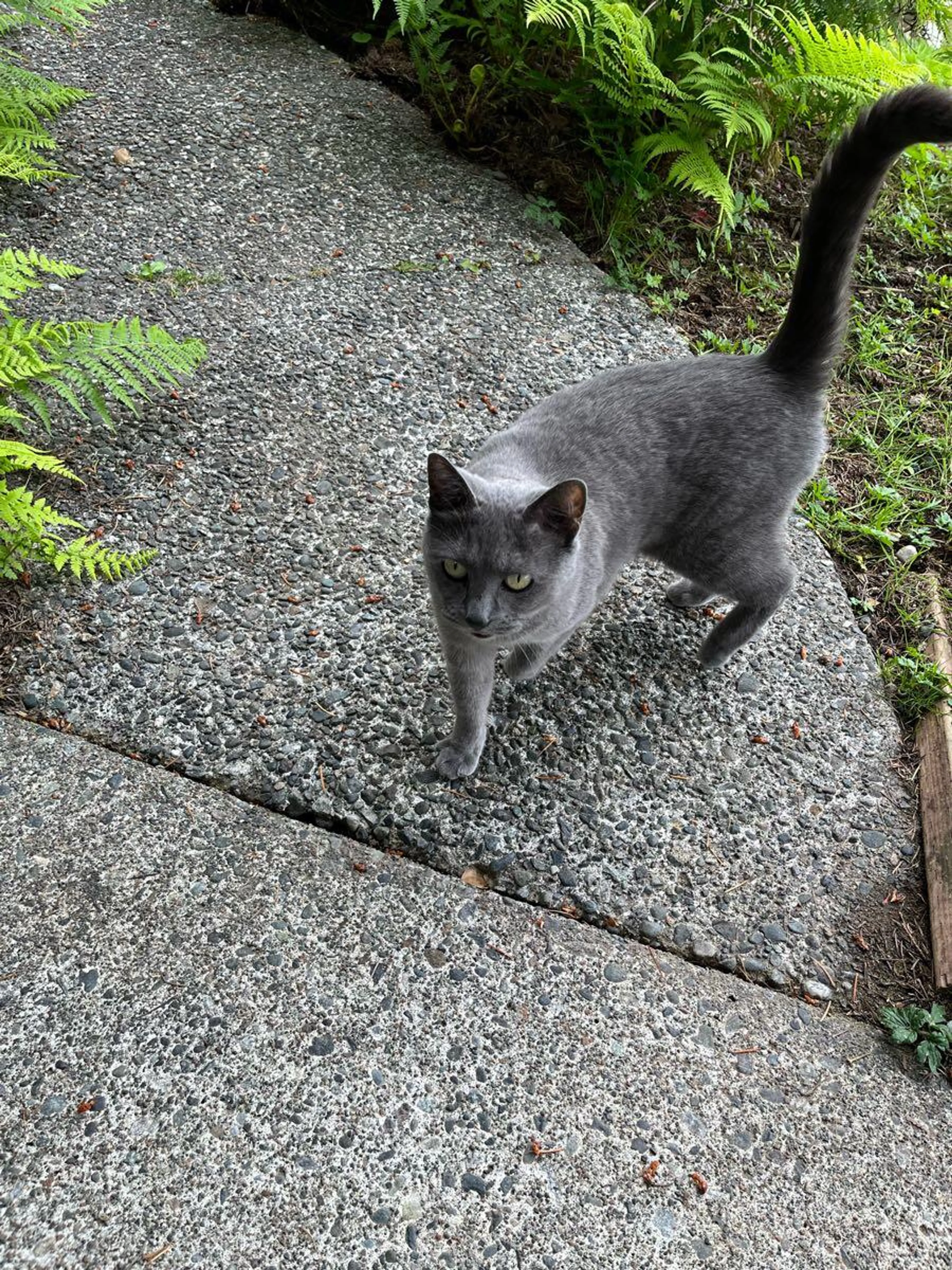 Found pet