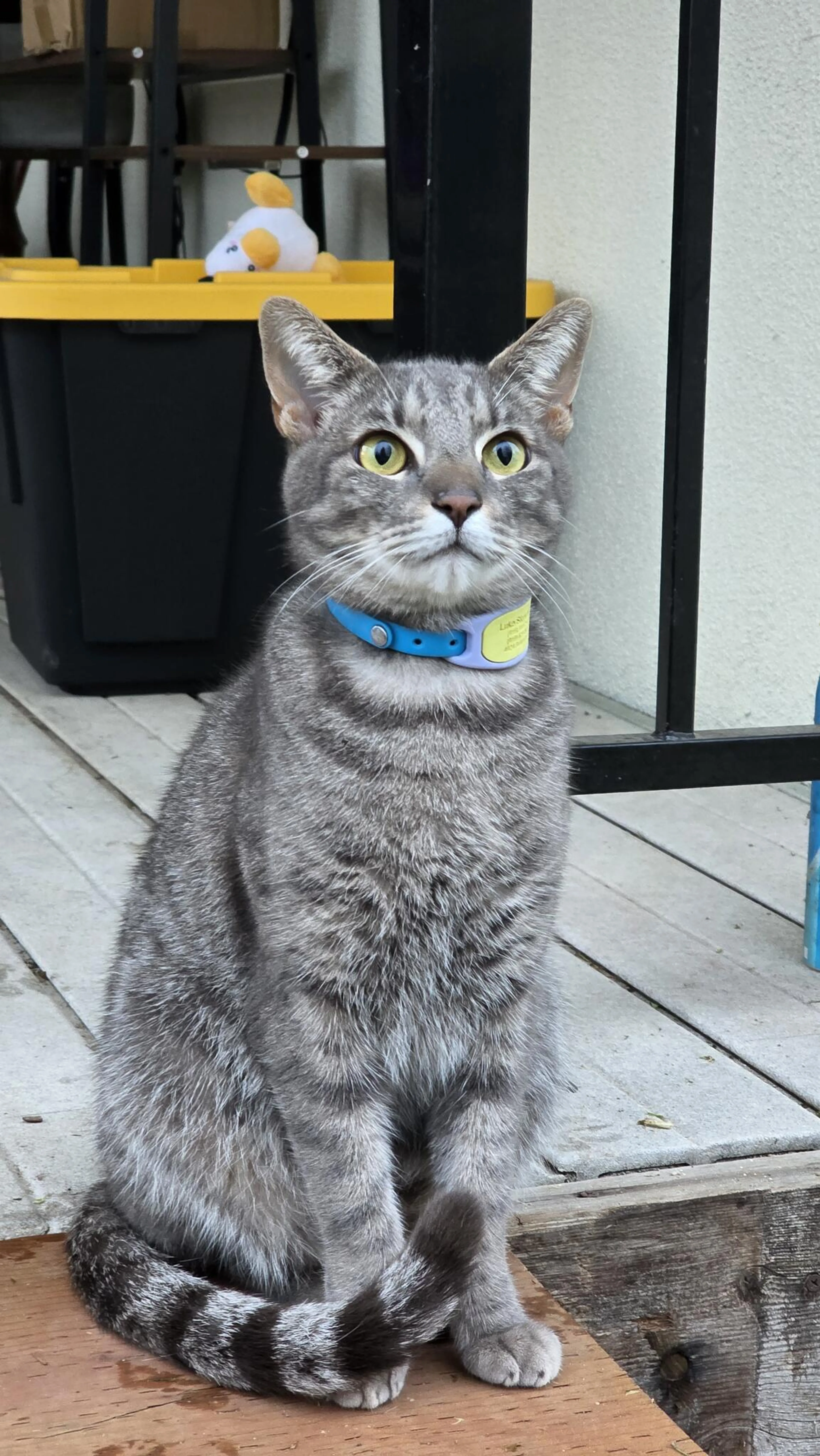 cdn image