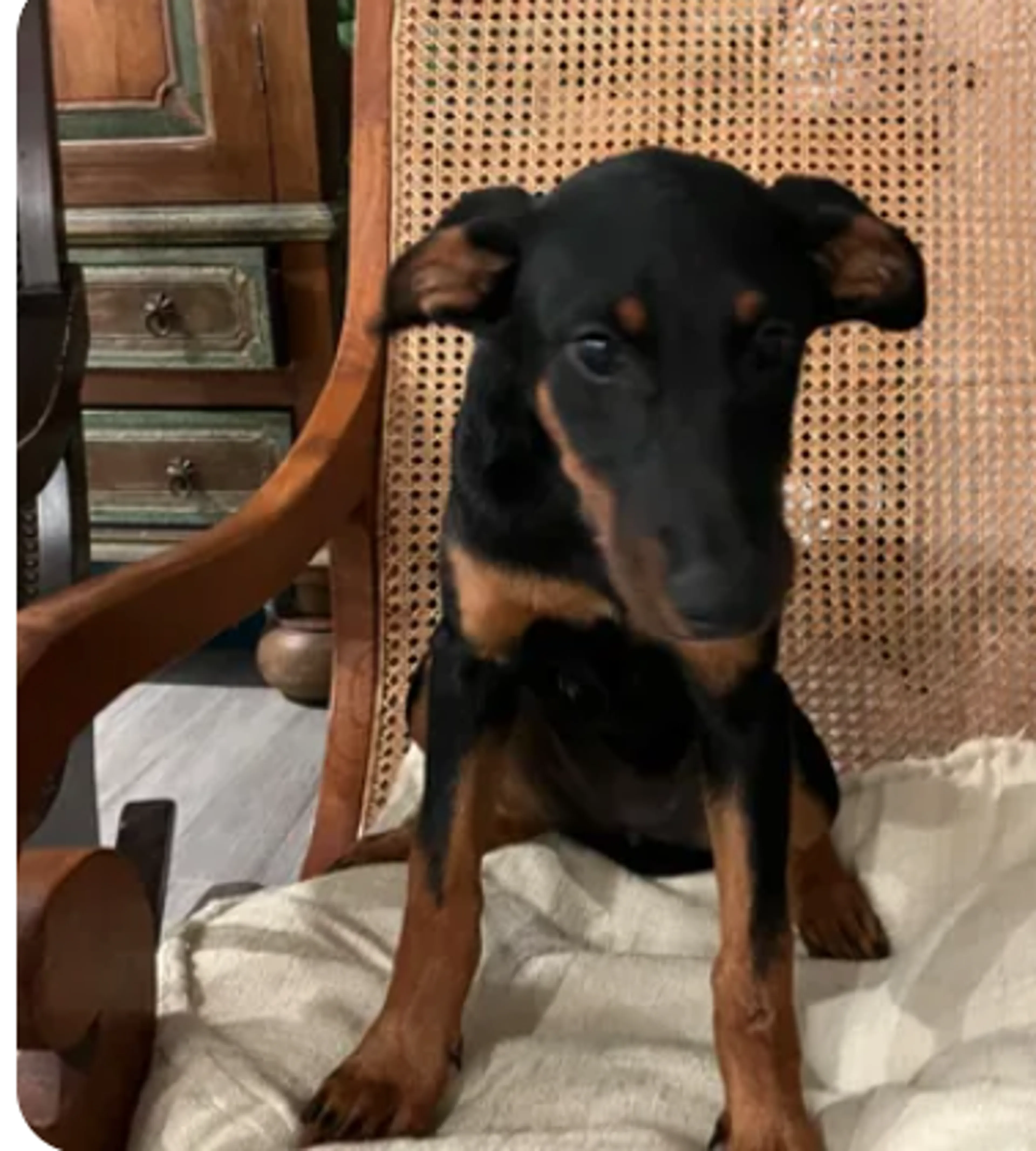 Found pet