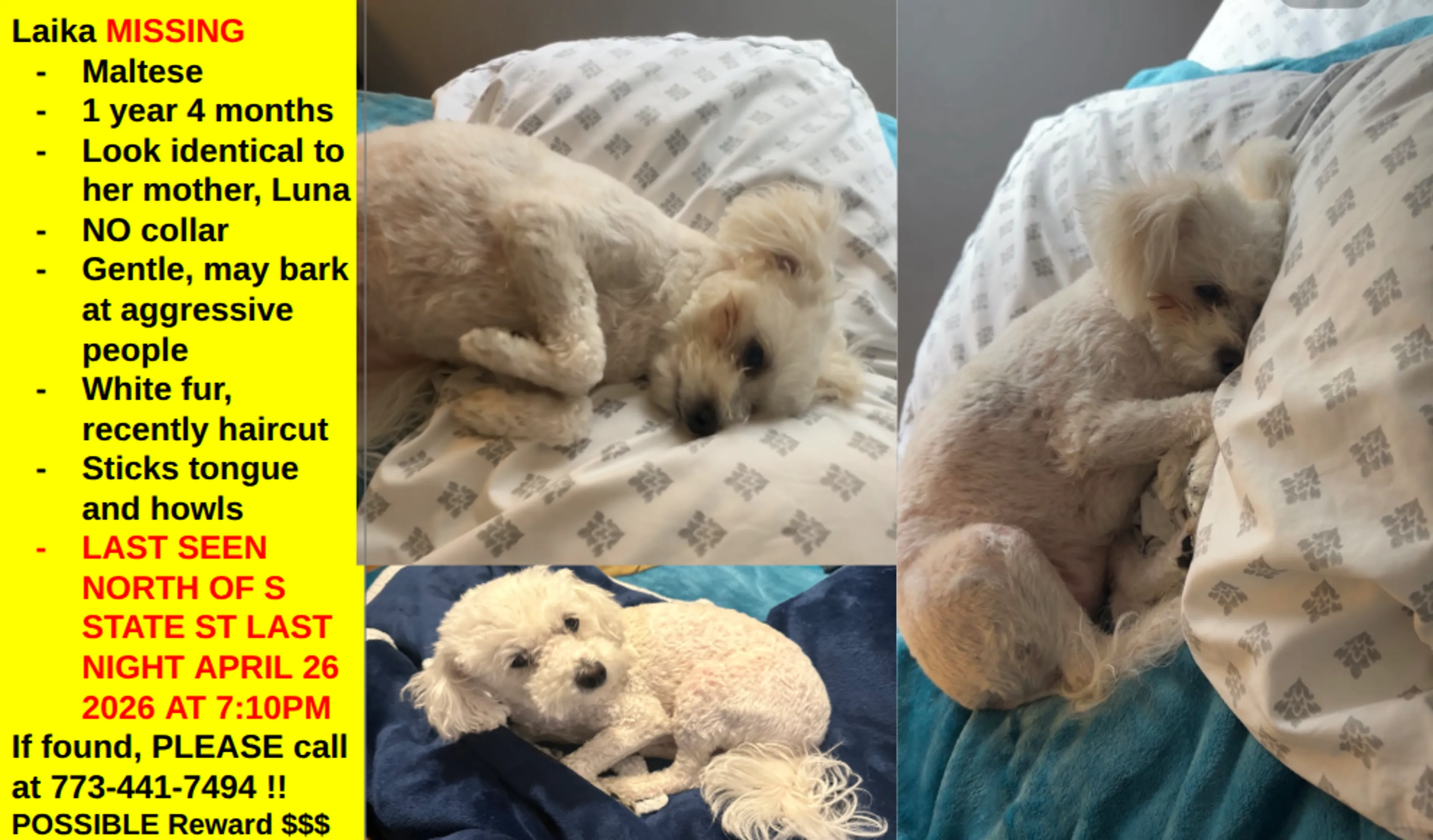 Lost pet