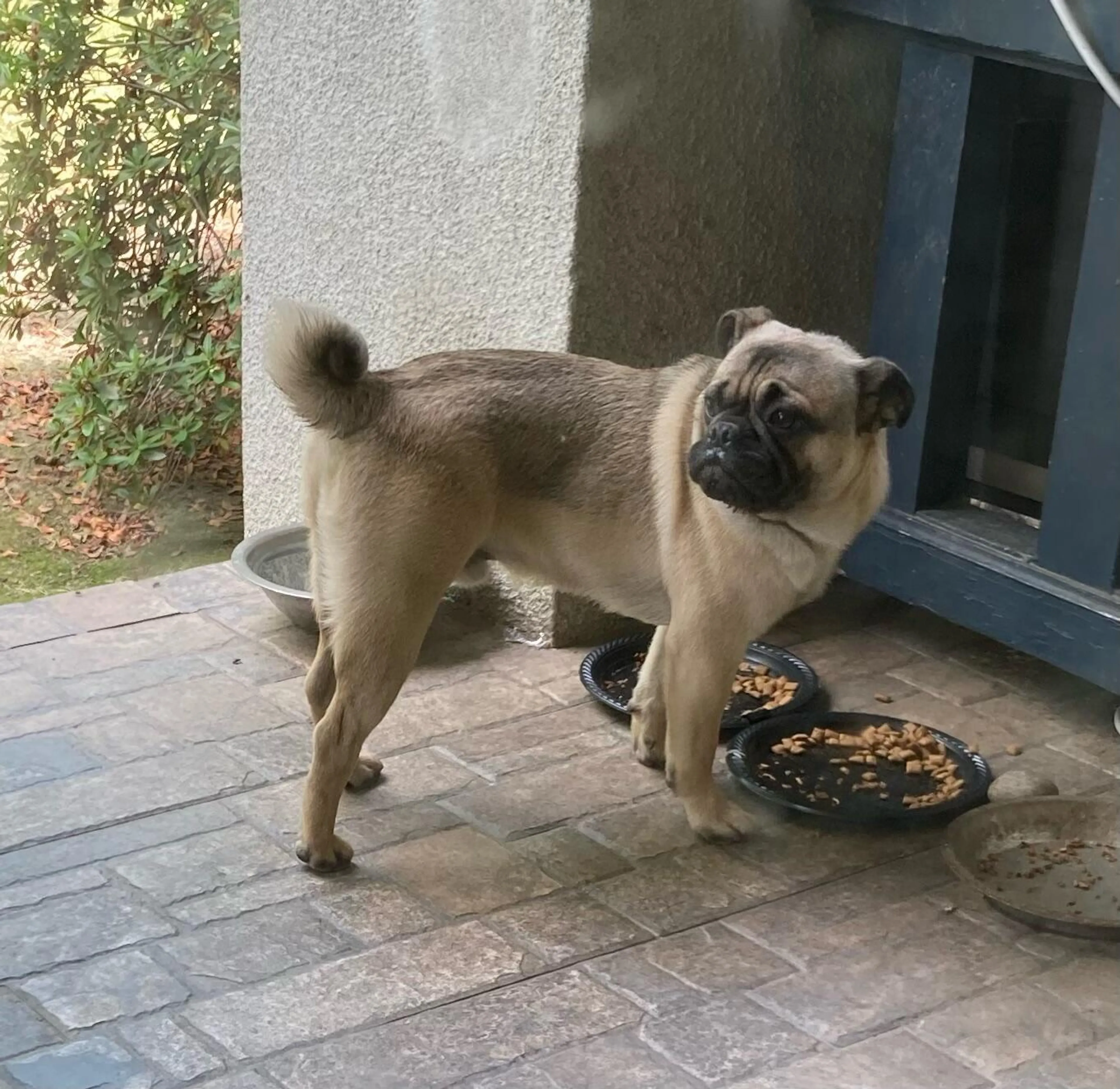 Found pet