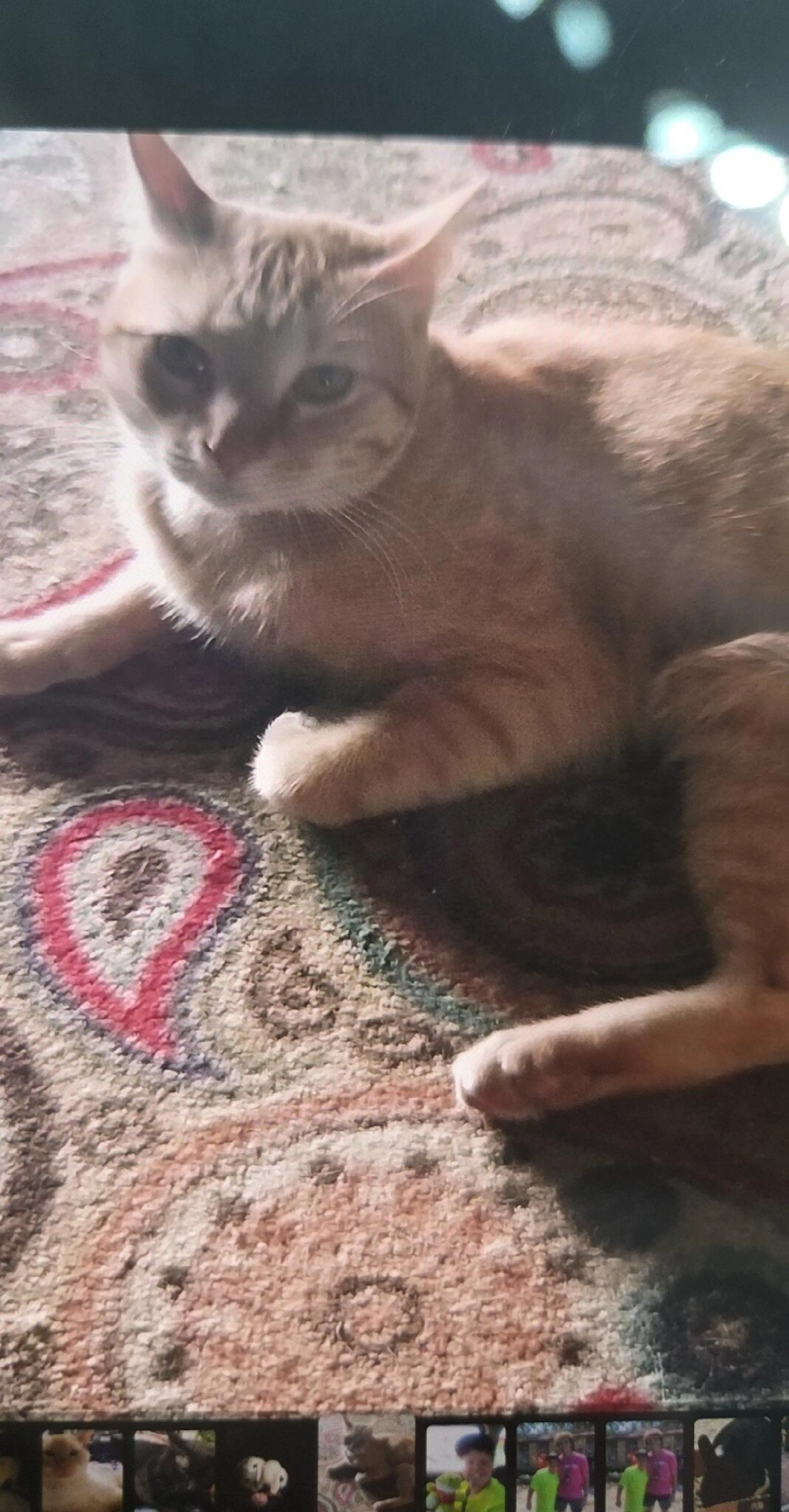Lost pet