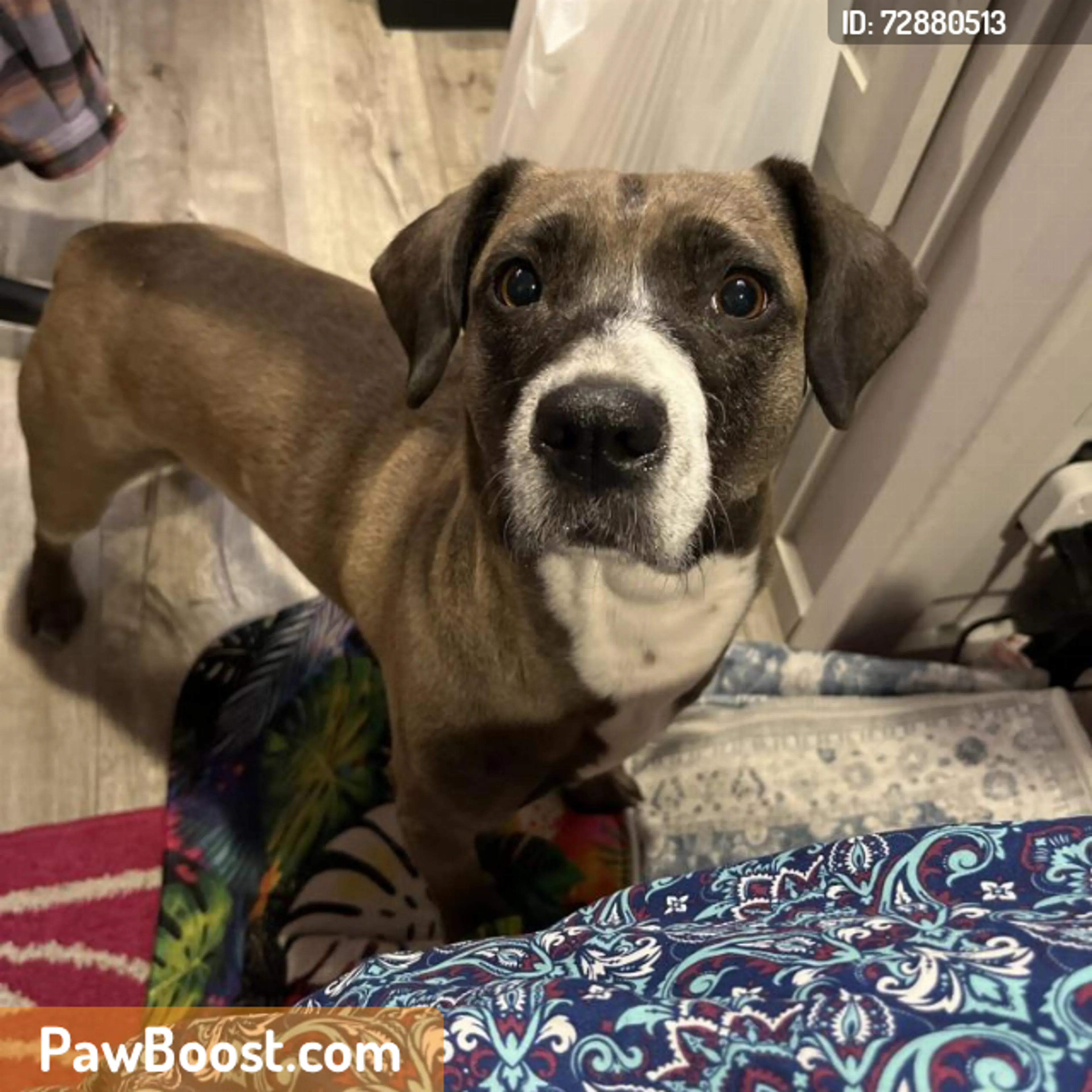 Found pet