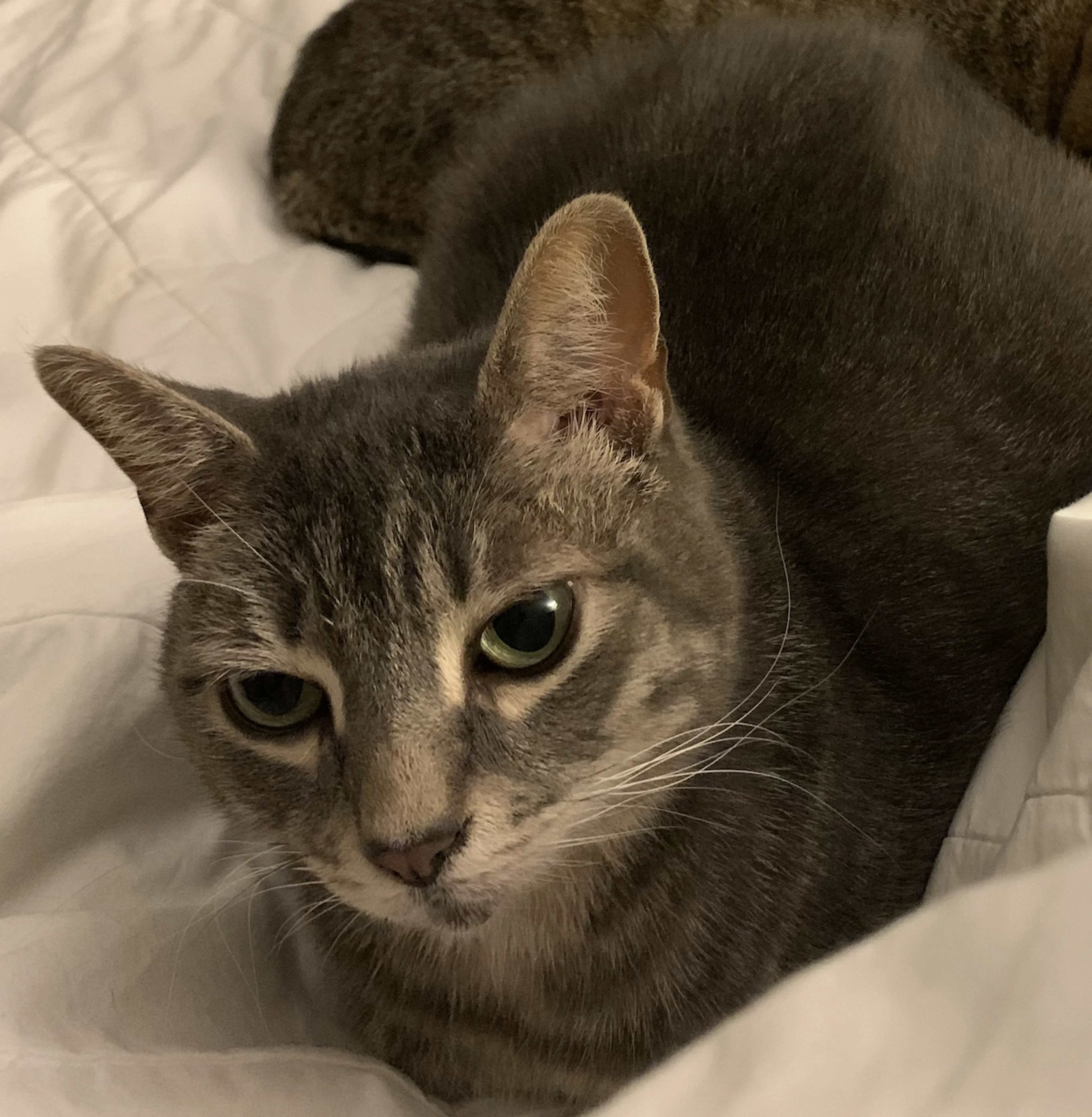 Lost pet