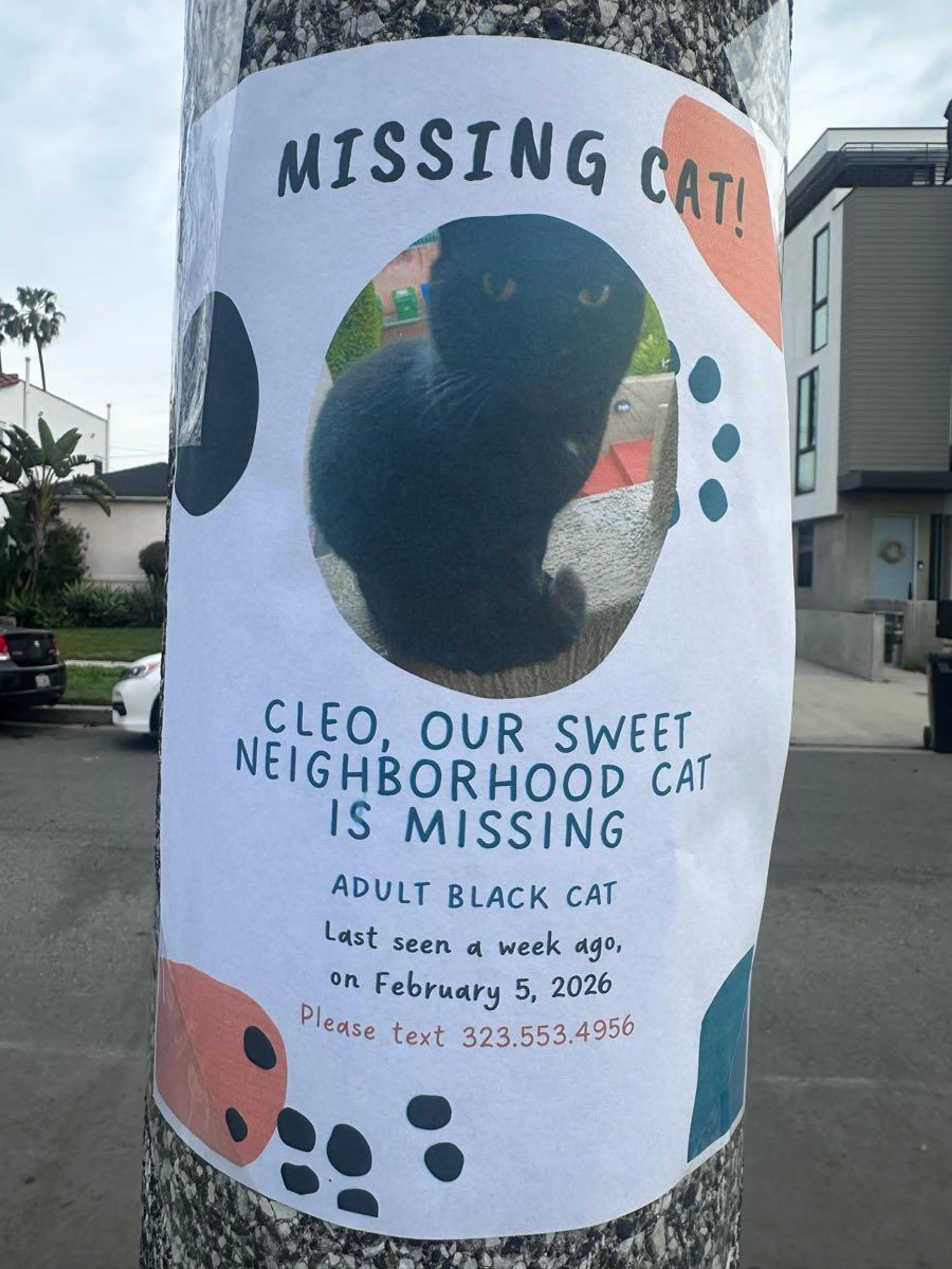 Found pet