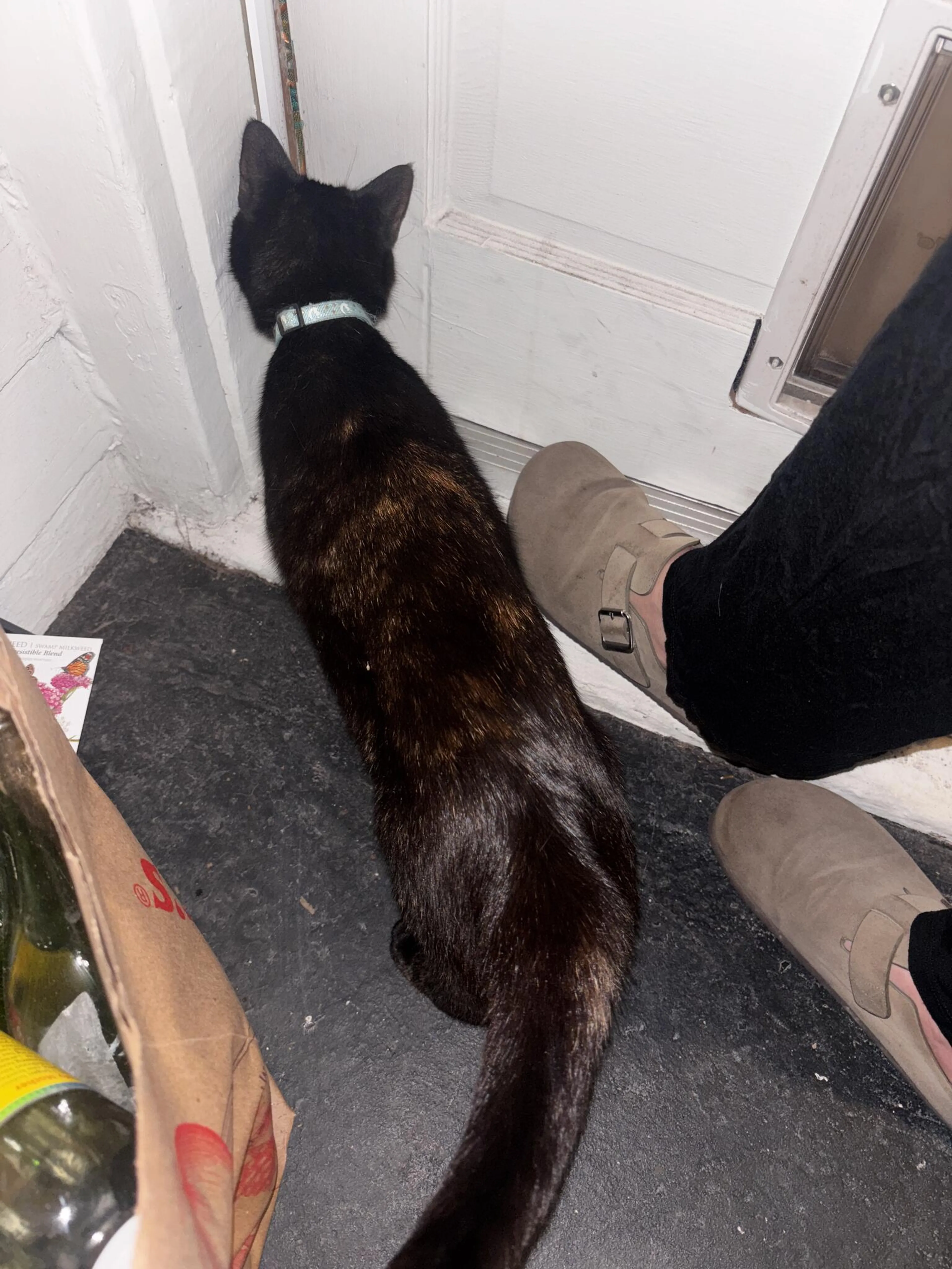 Found pet