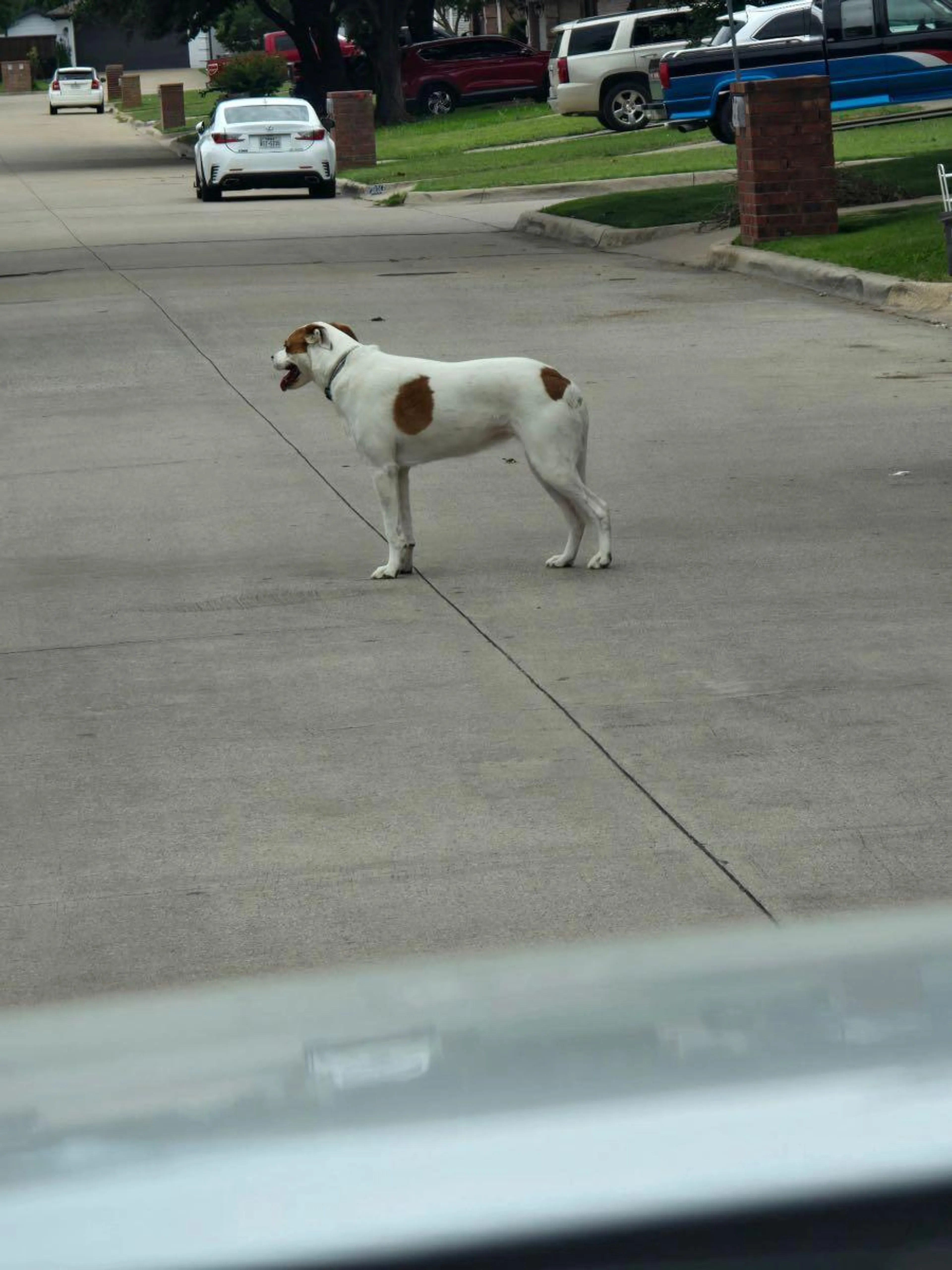 Found pet