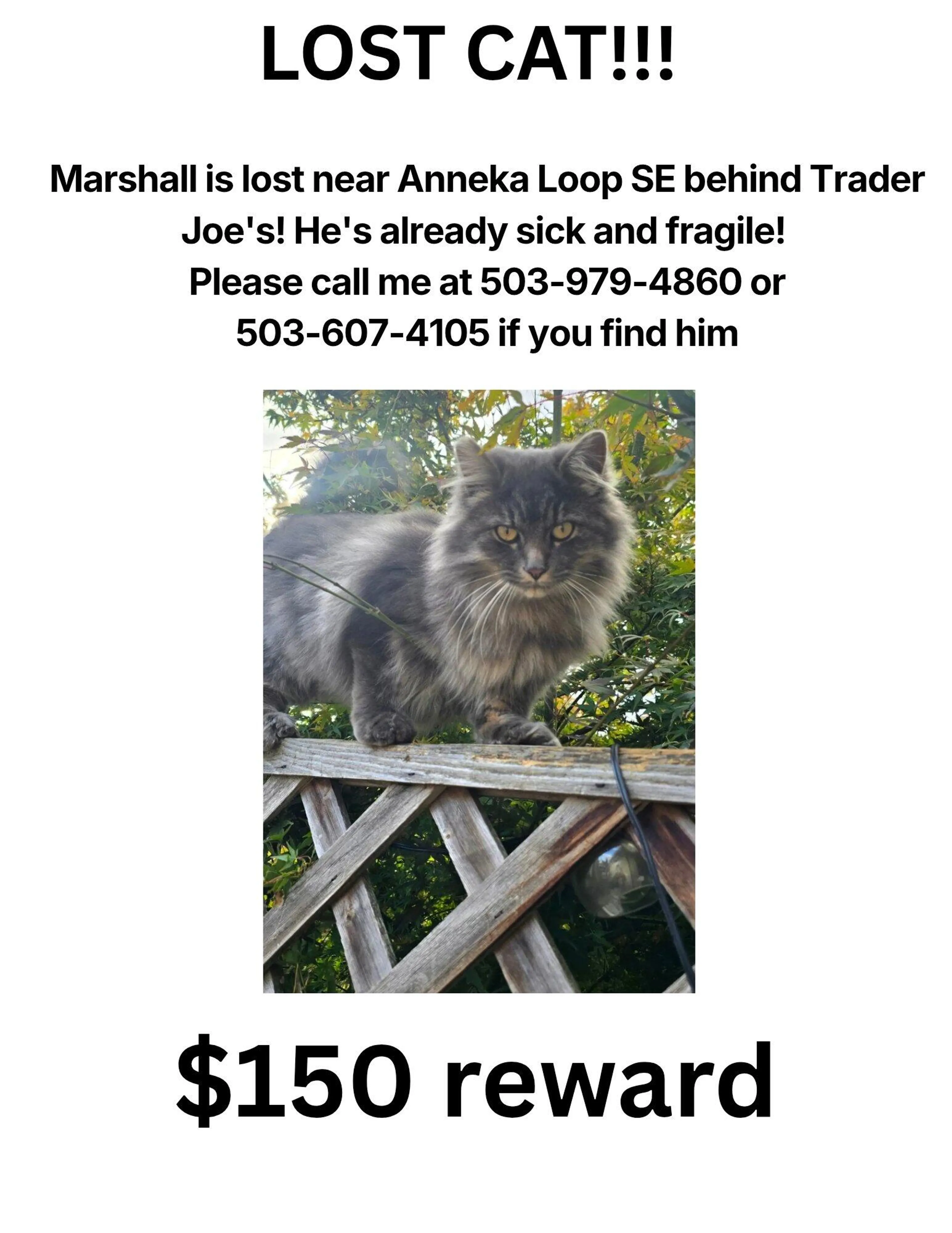 Lost pet