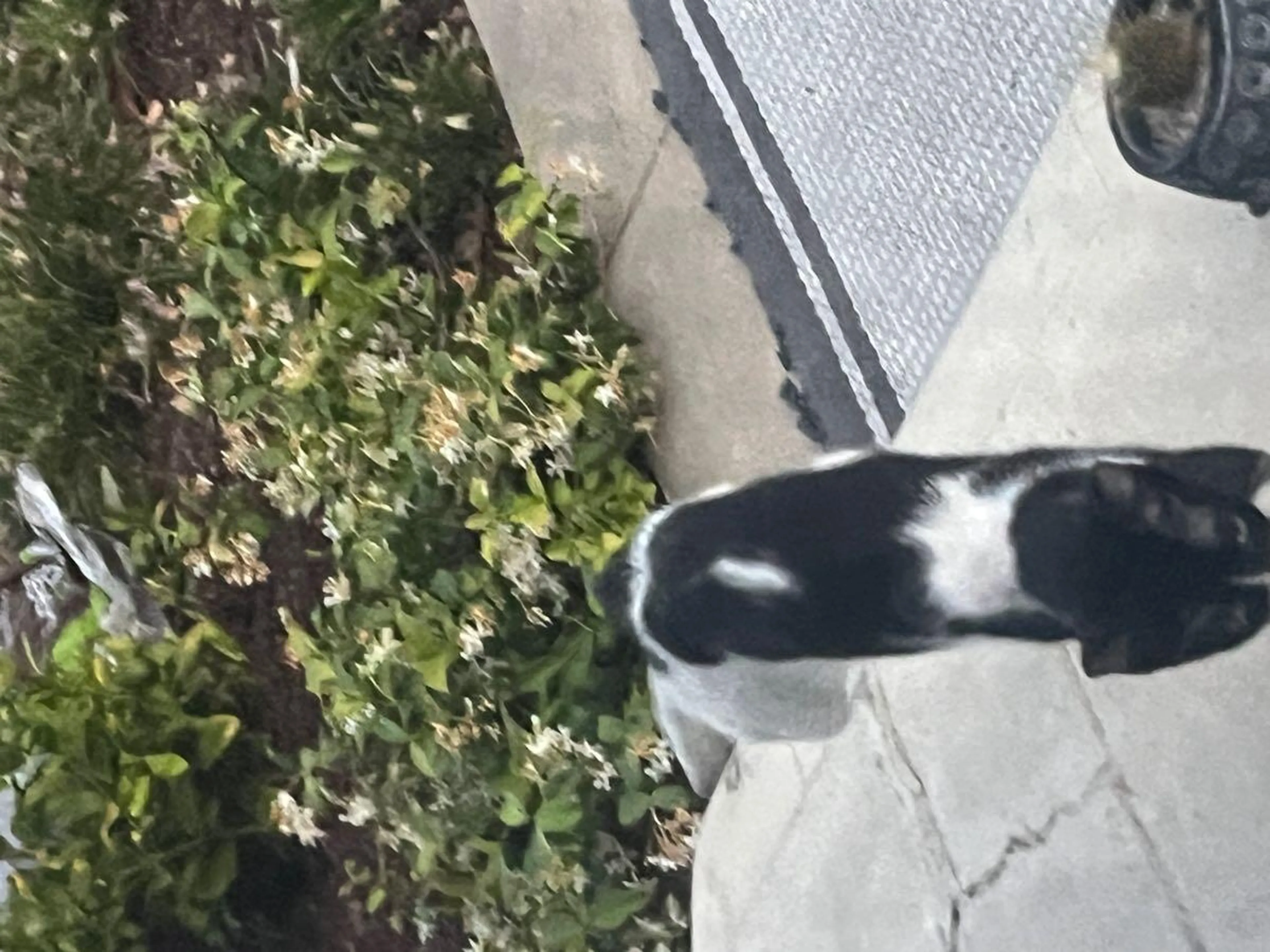 Found pet