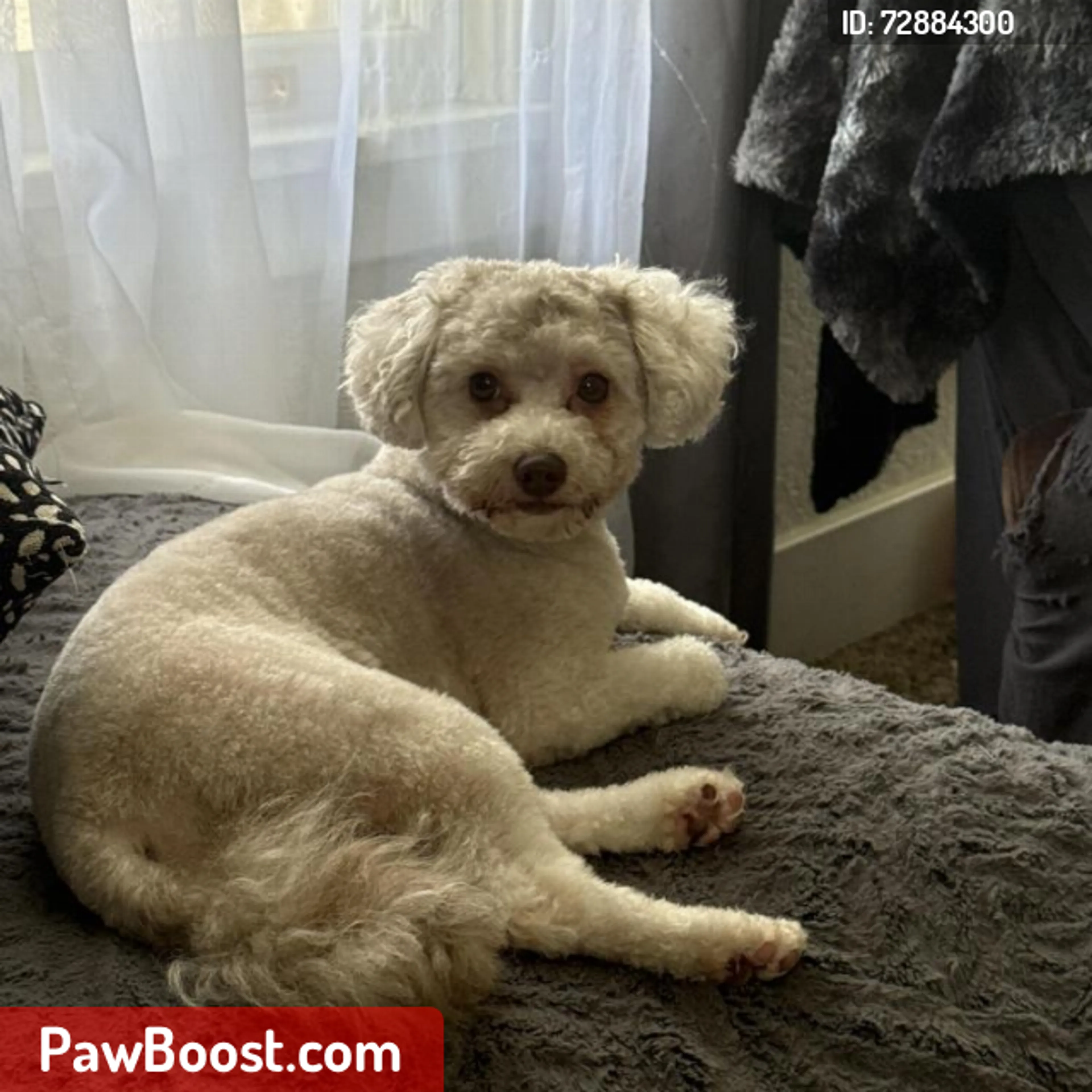 Lost pet