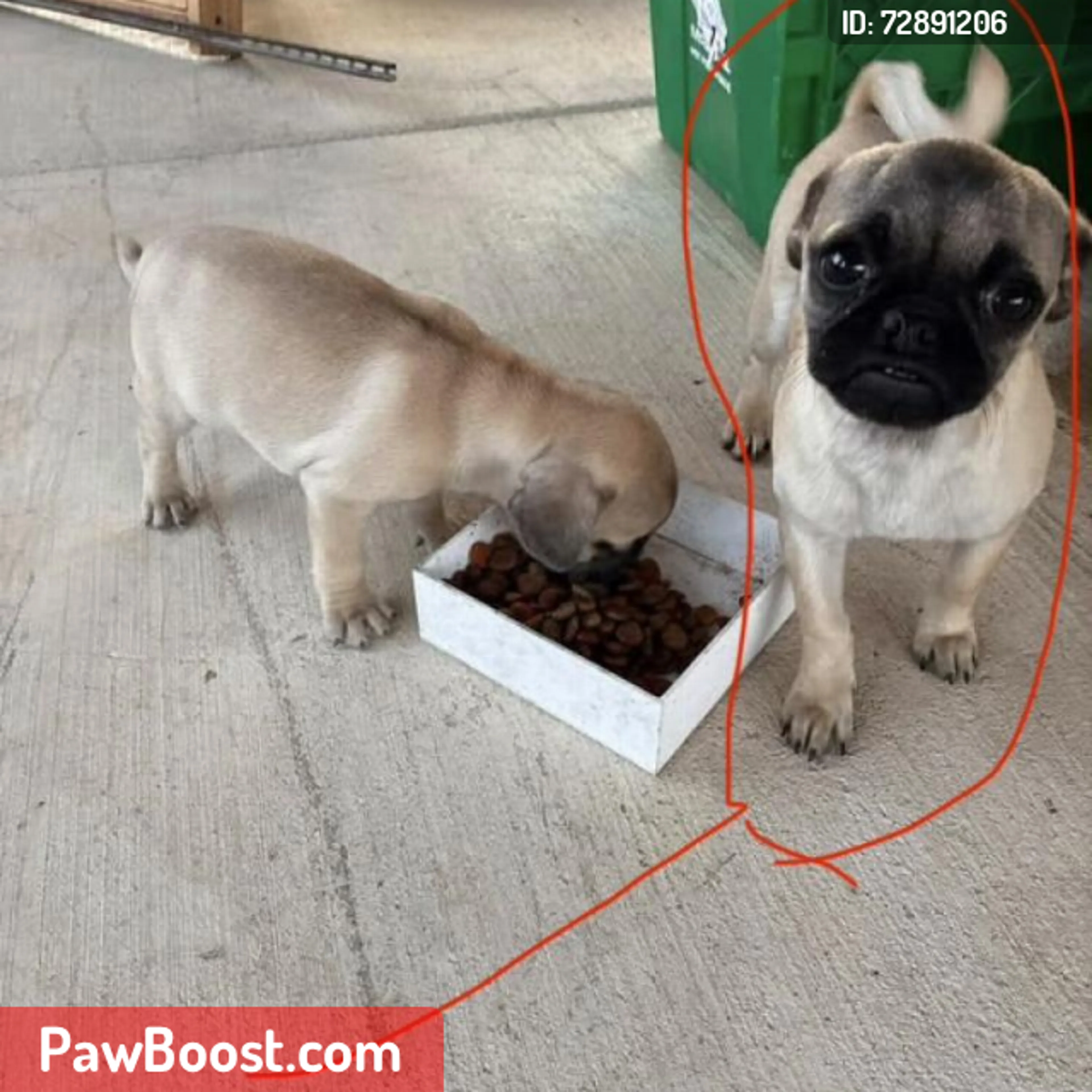 Lost pet