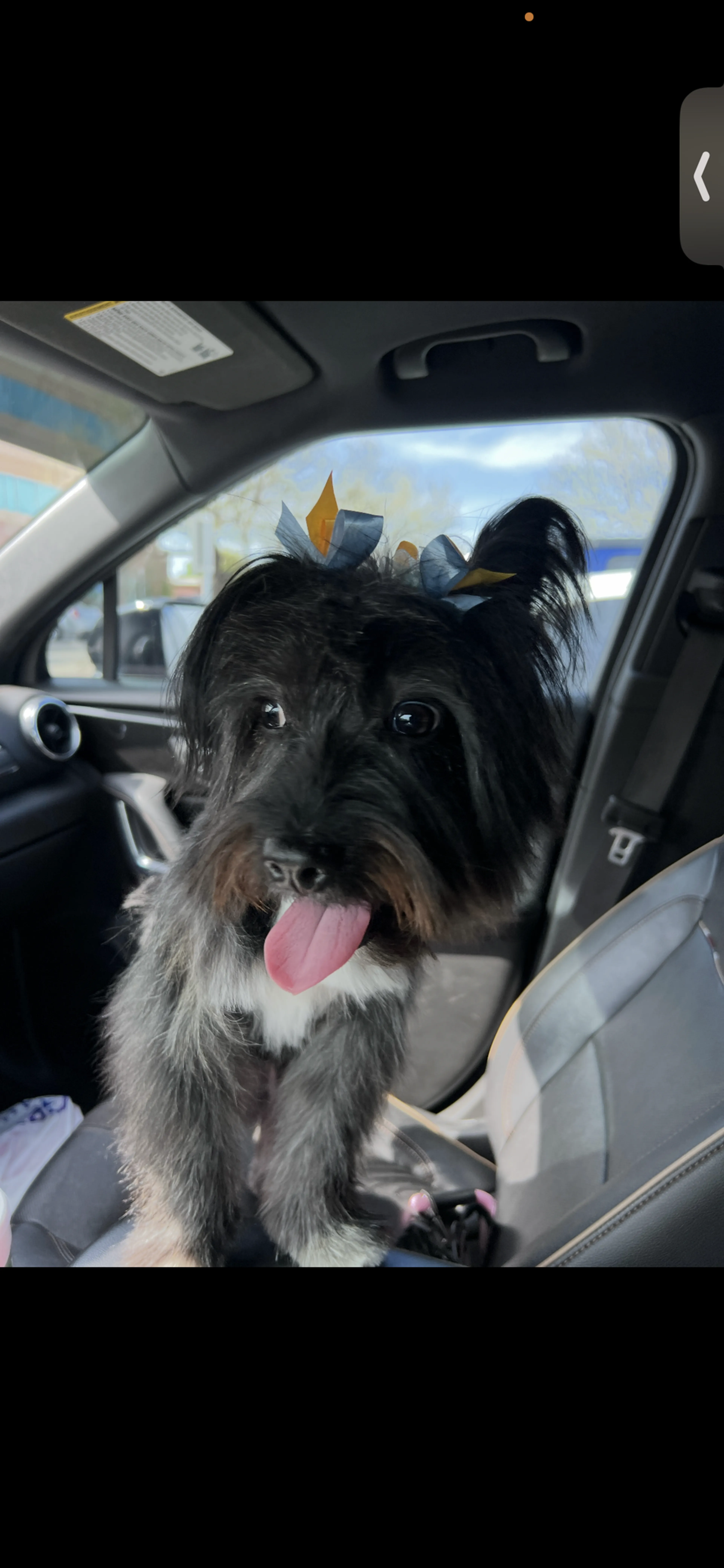 Lost pet