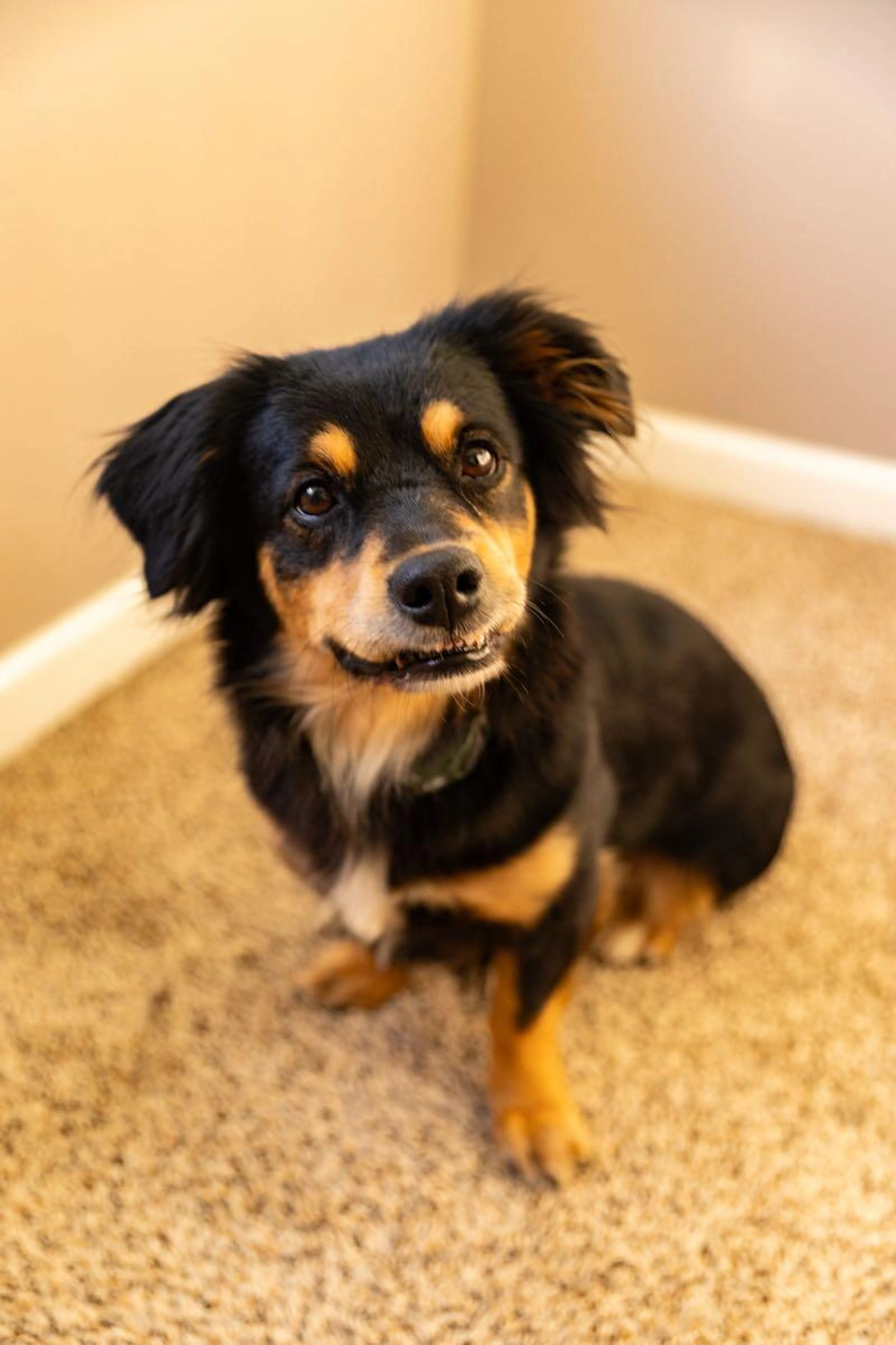 Lost pet