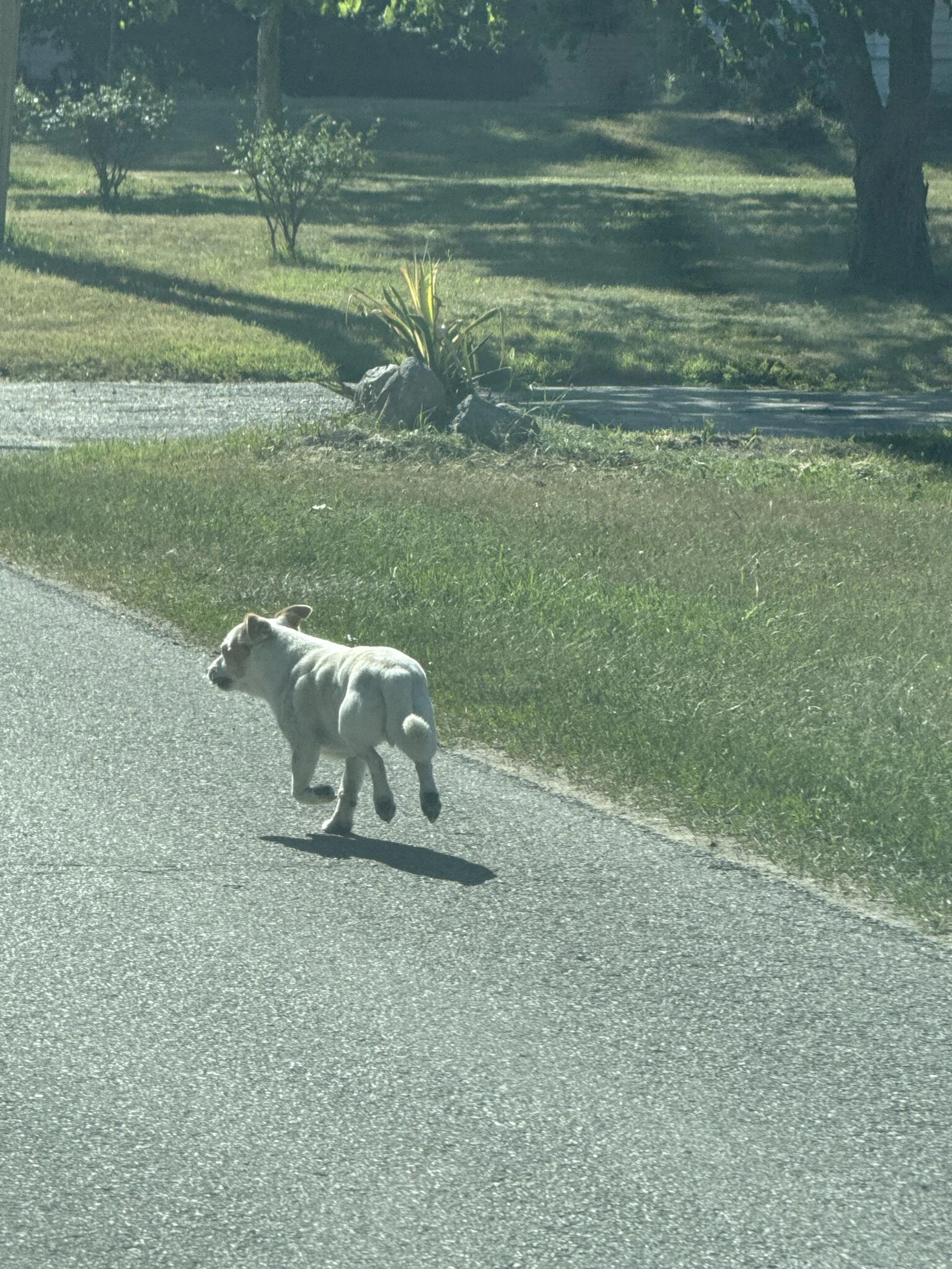 cdn image