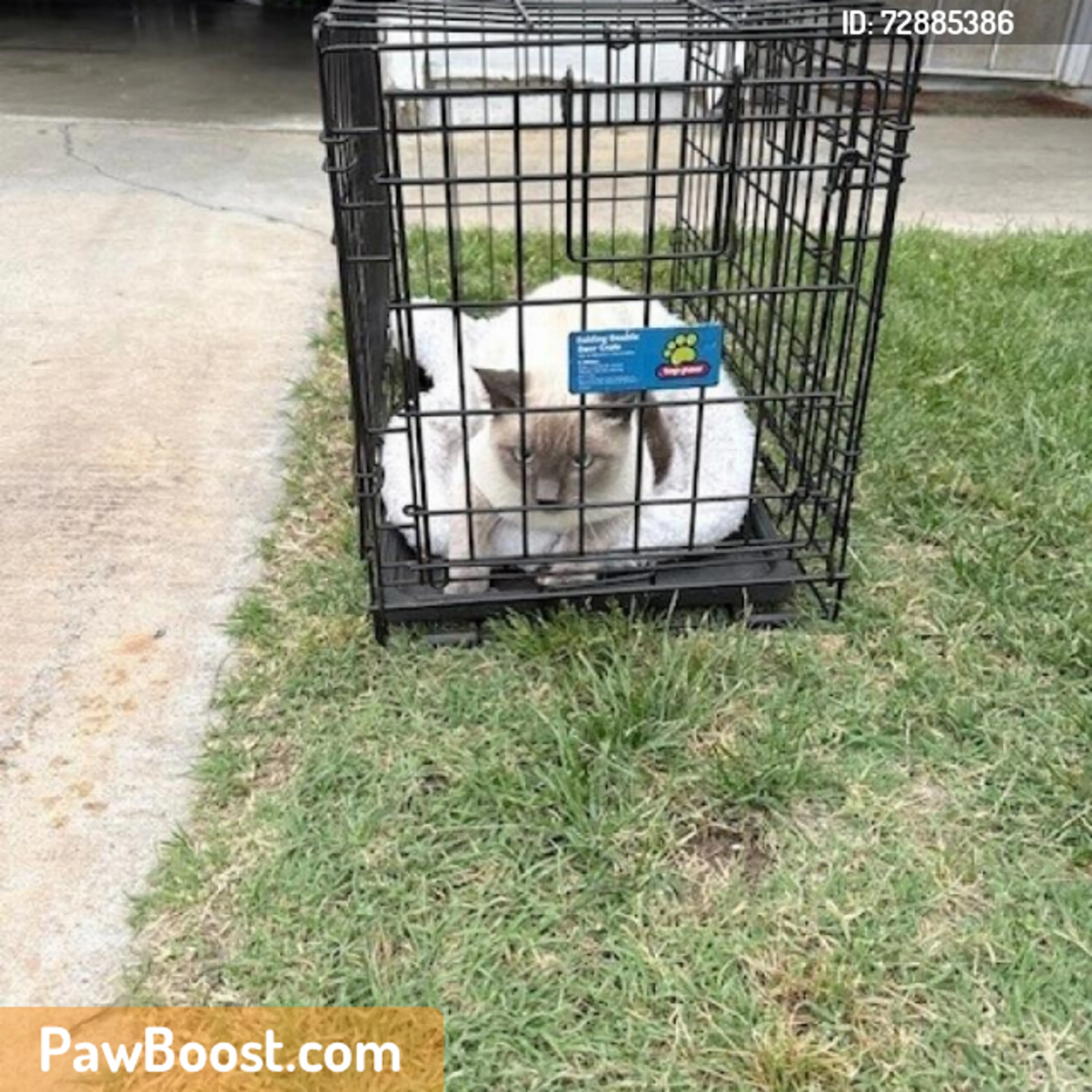 Found pet