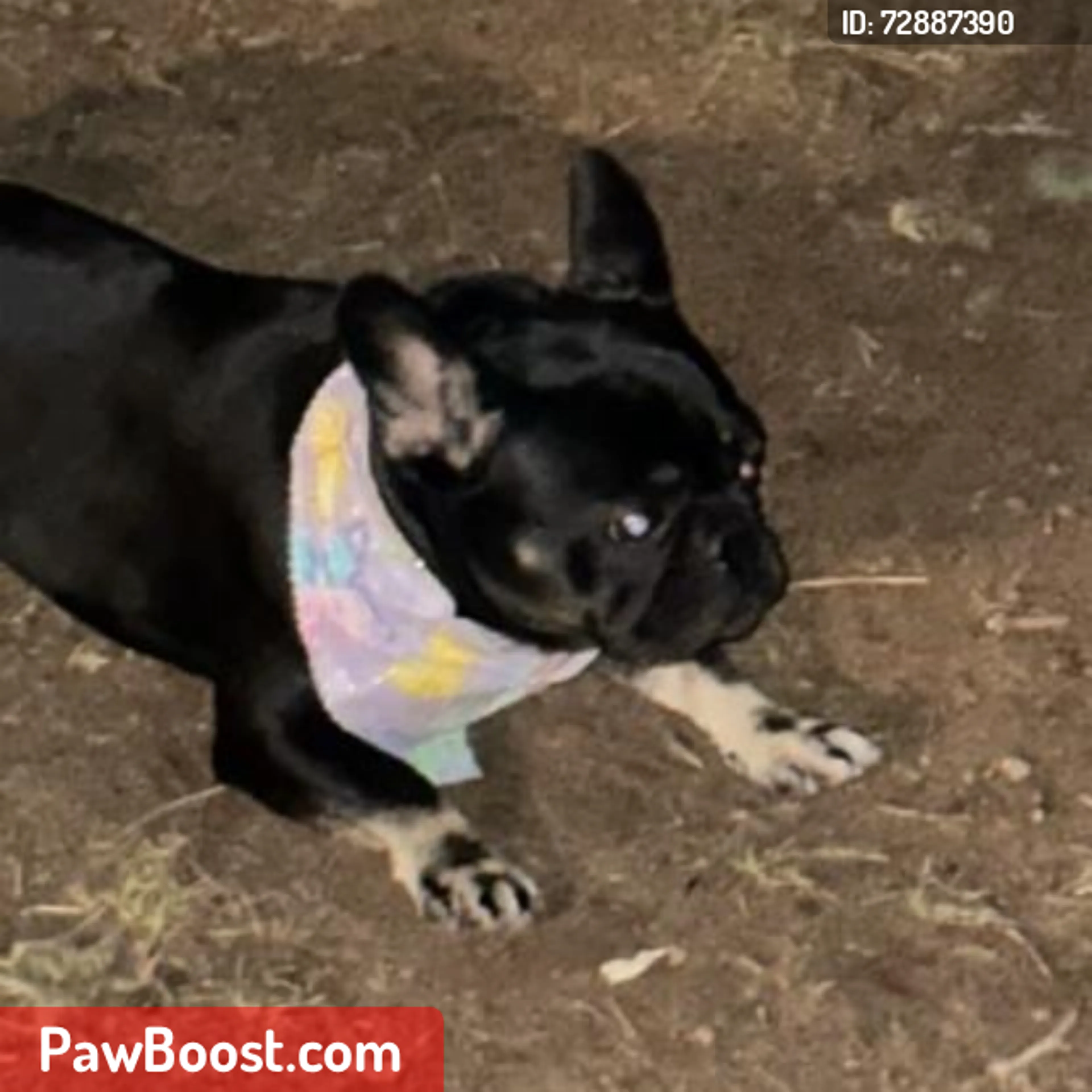 Lost pet