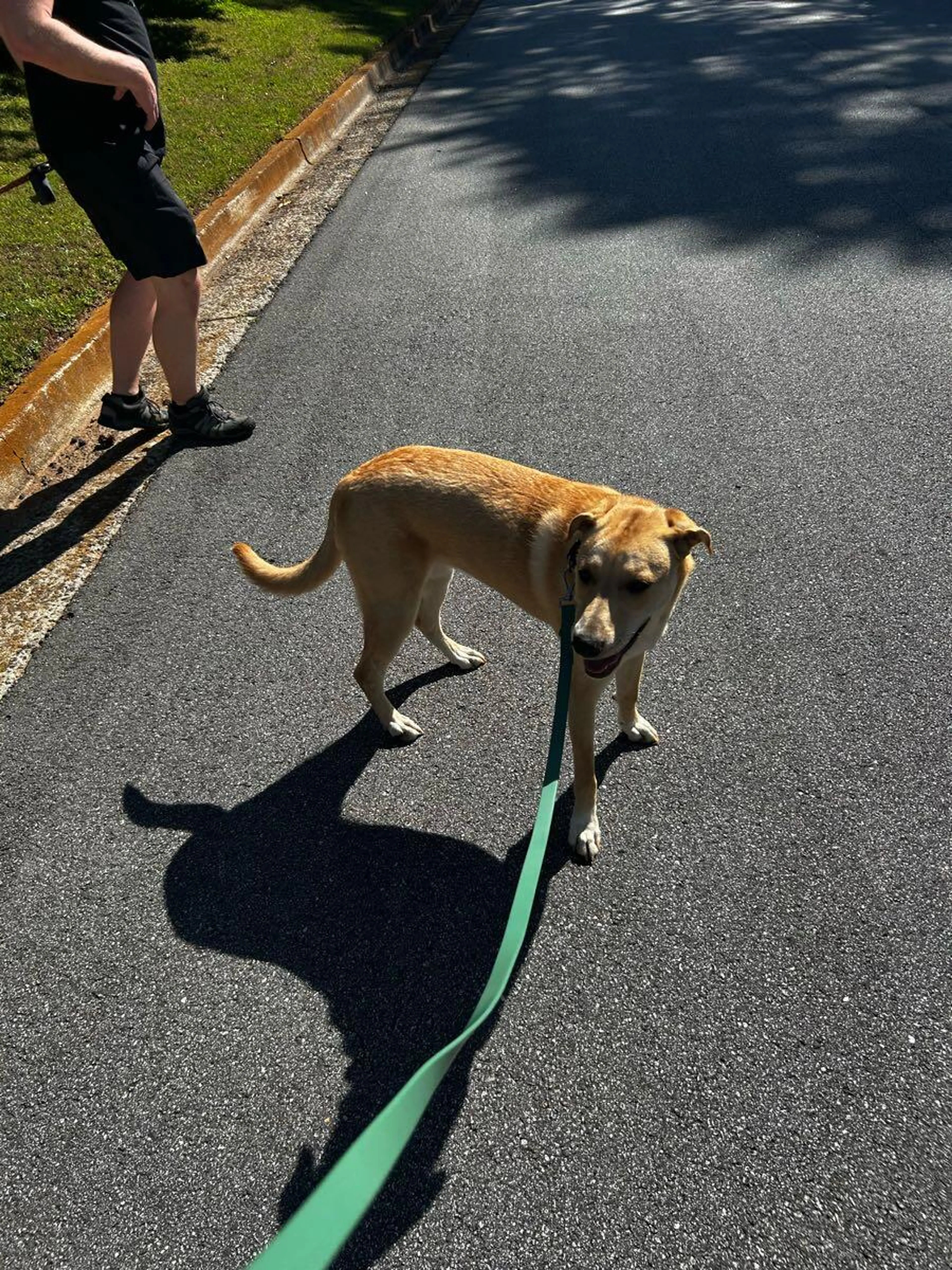 Lost pet