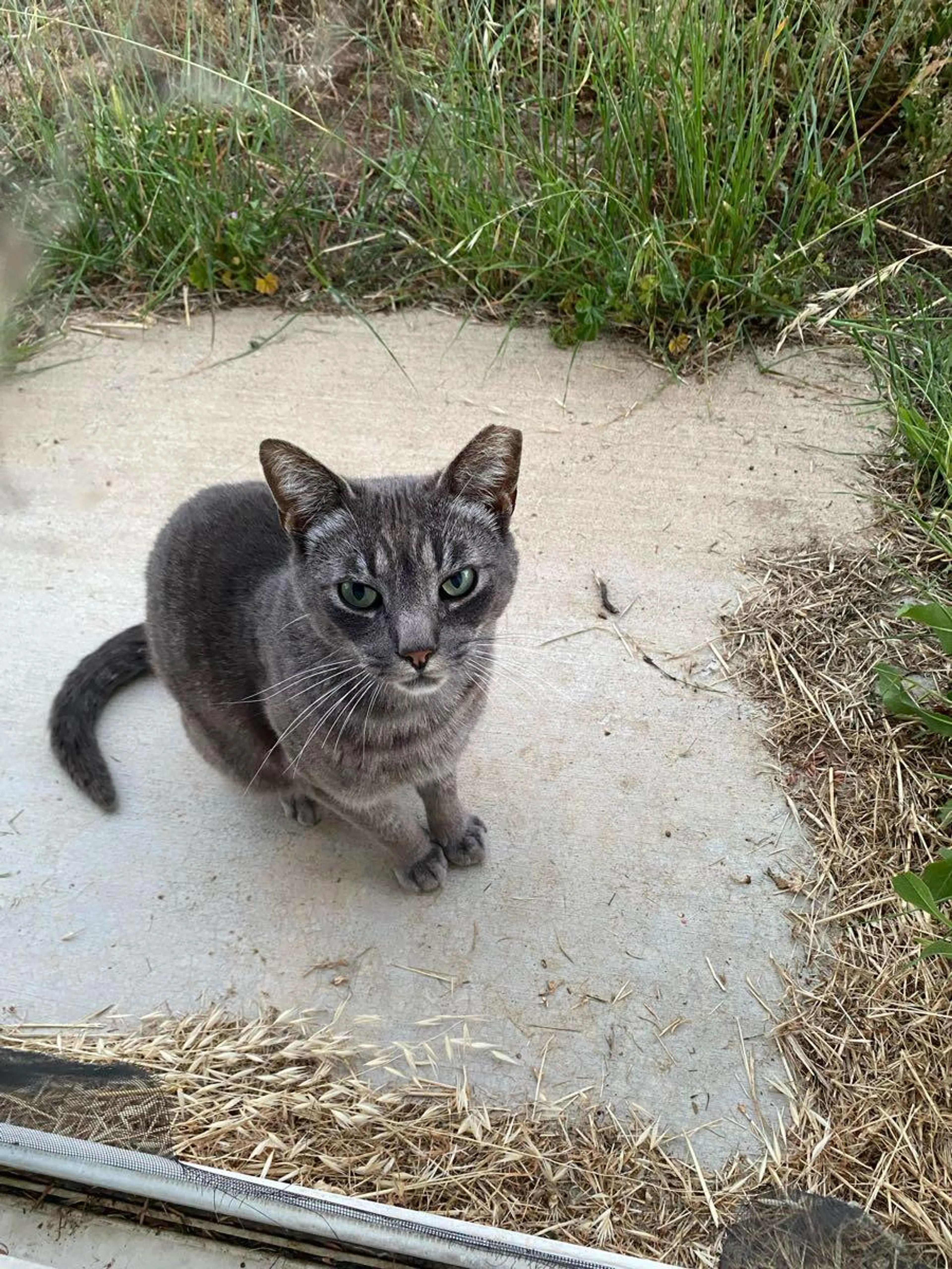 Found pet
