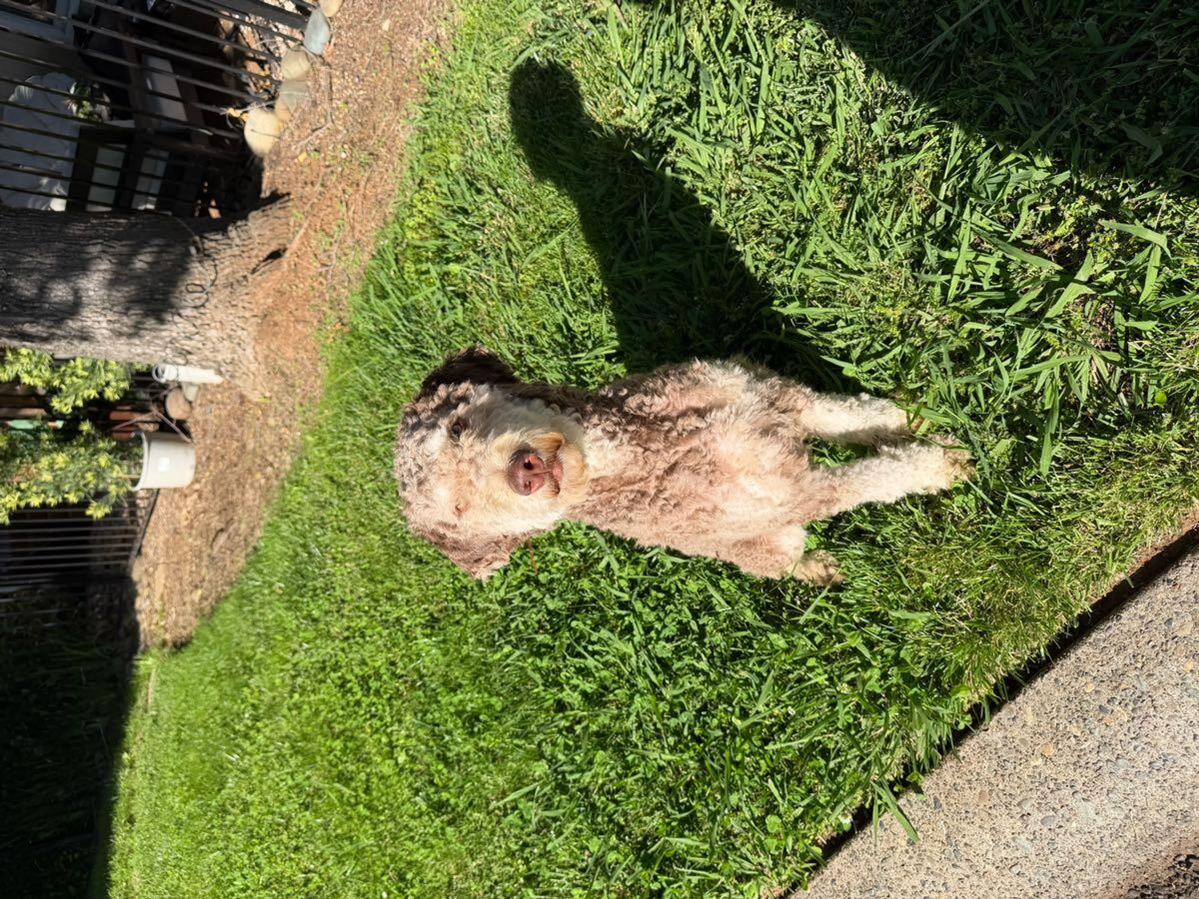 Lost pet