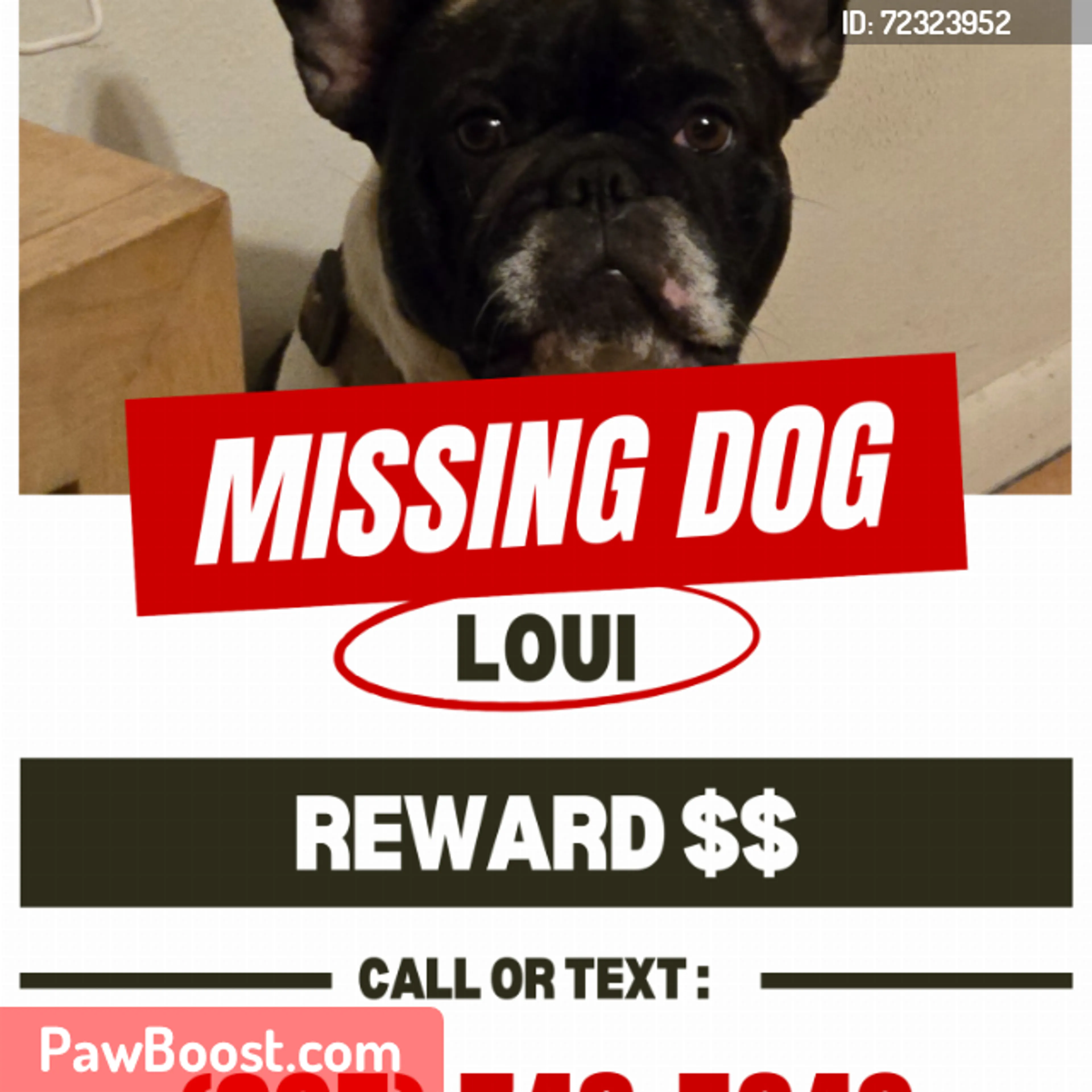 Lost pet