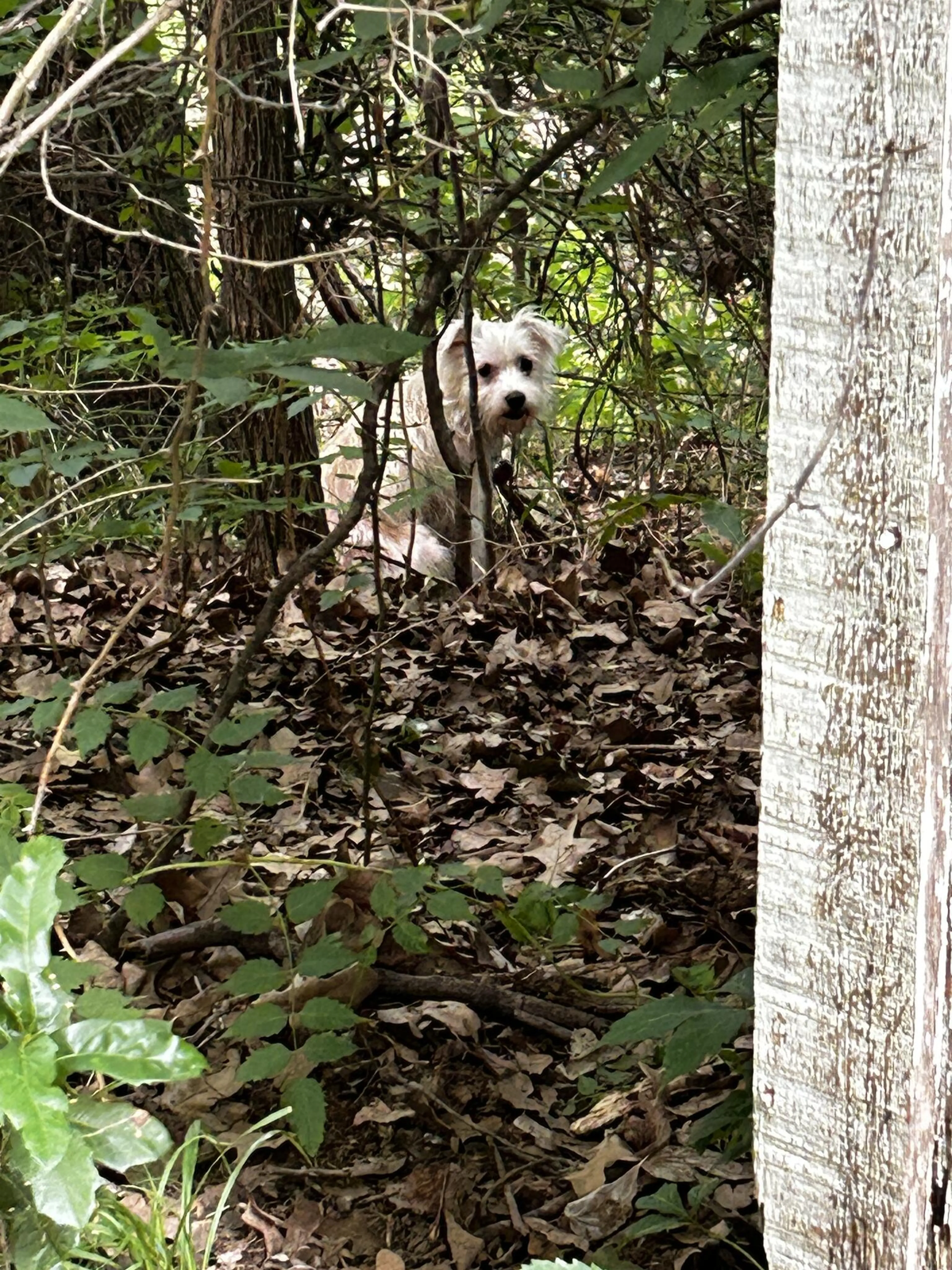 Lost pet