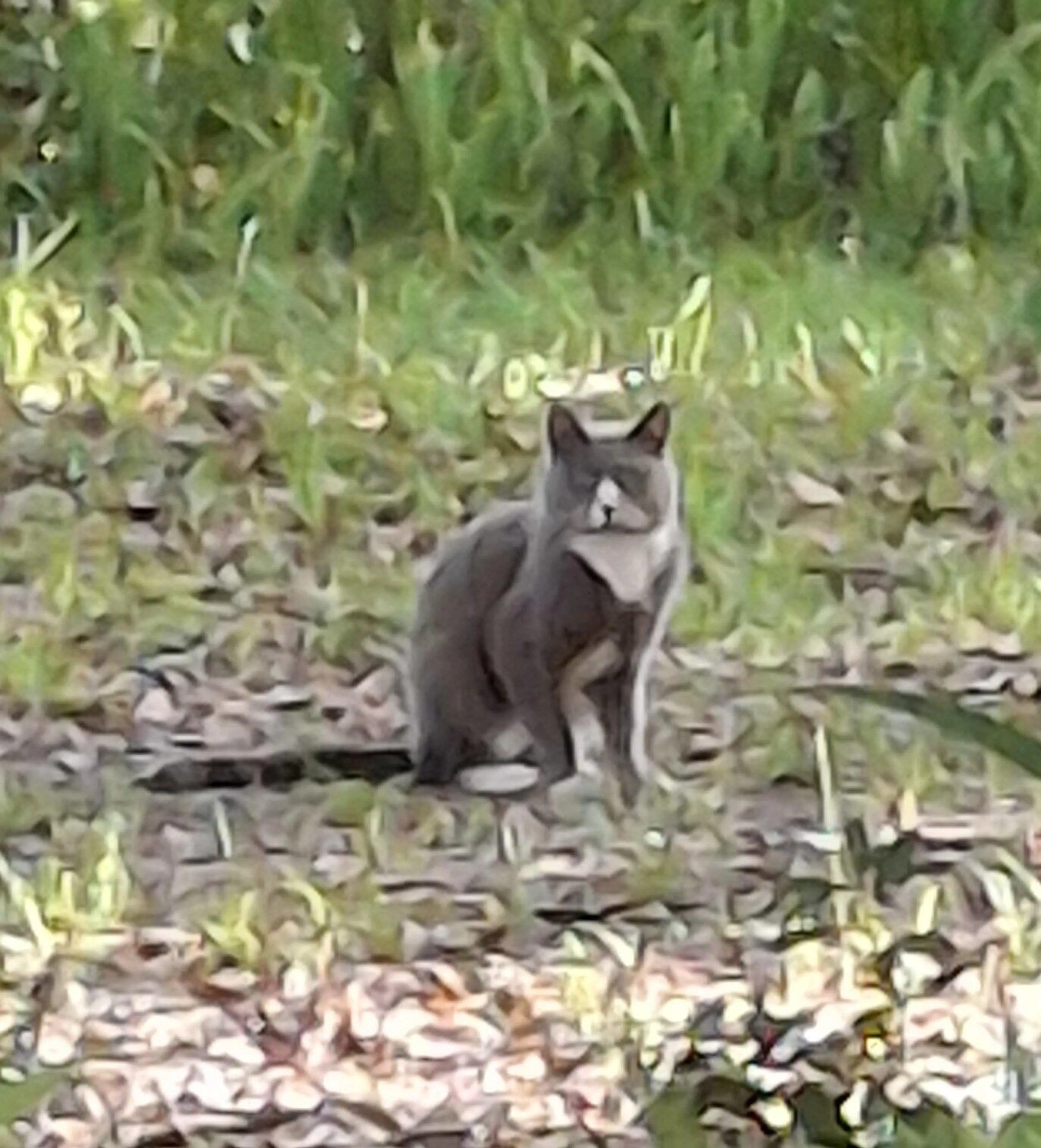 Found pet