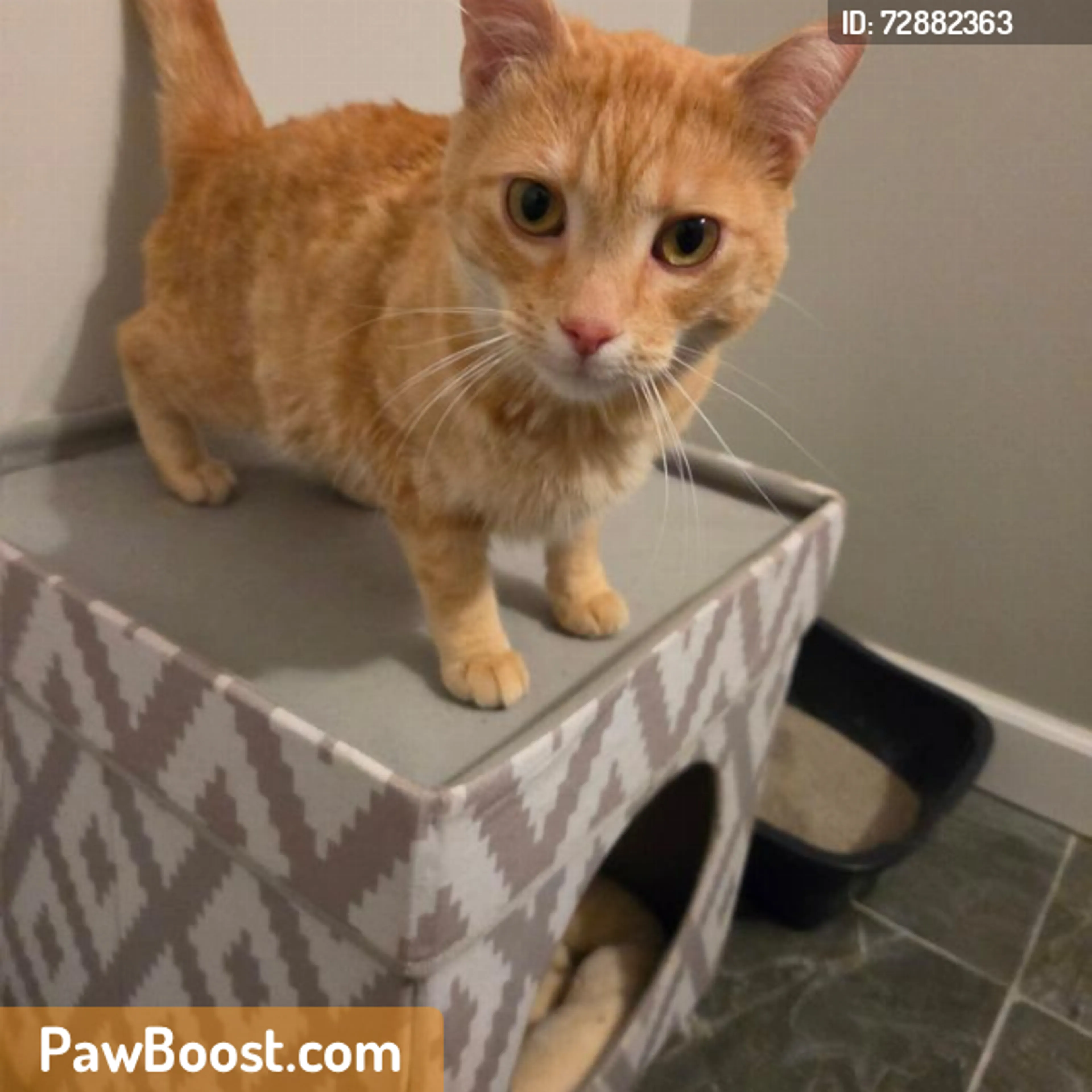 Found pet