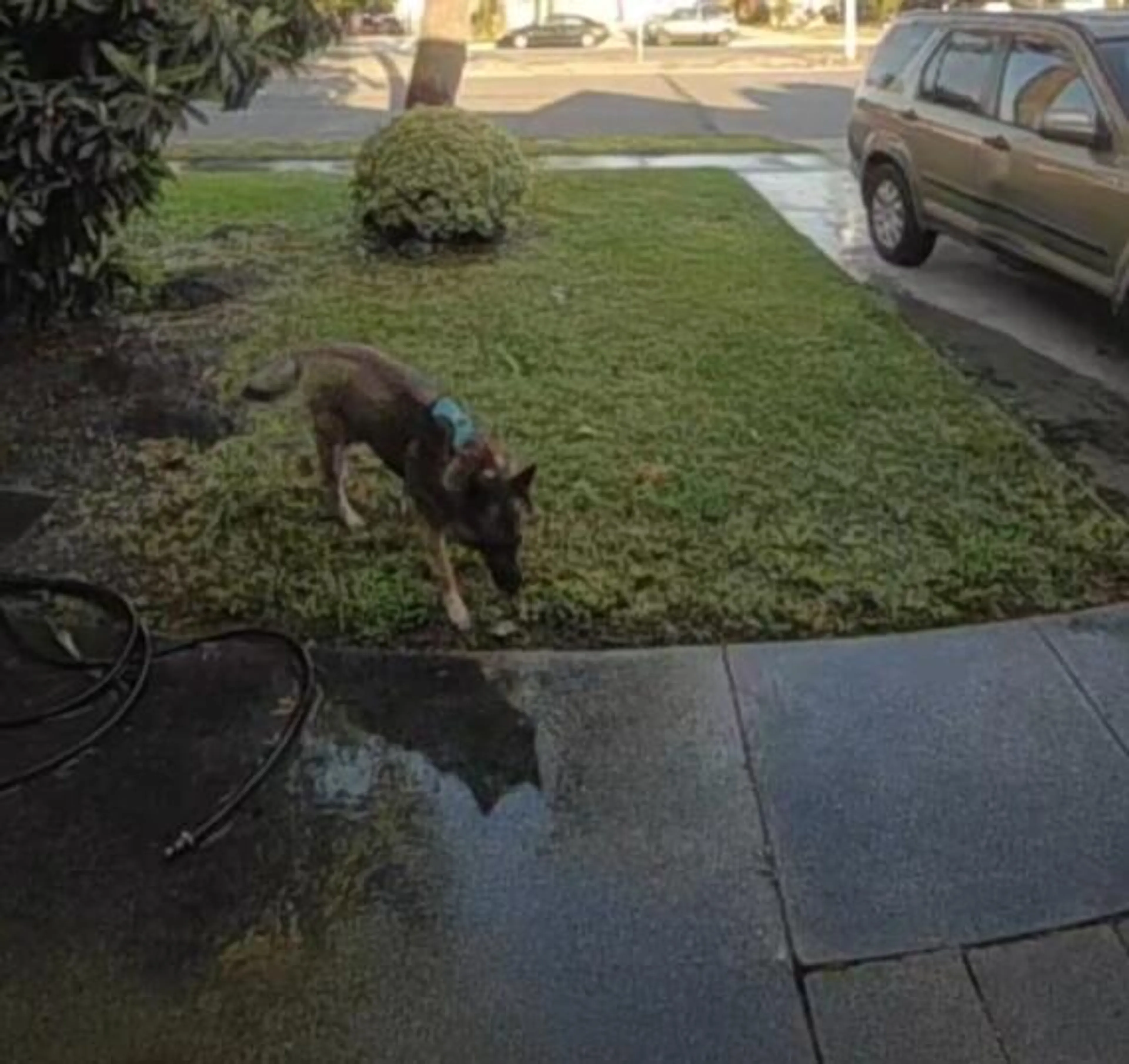 Found pet