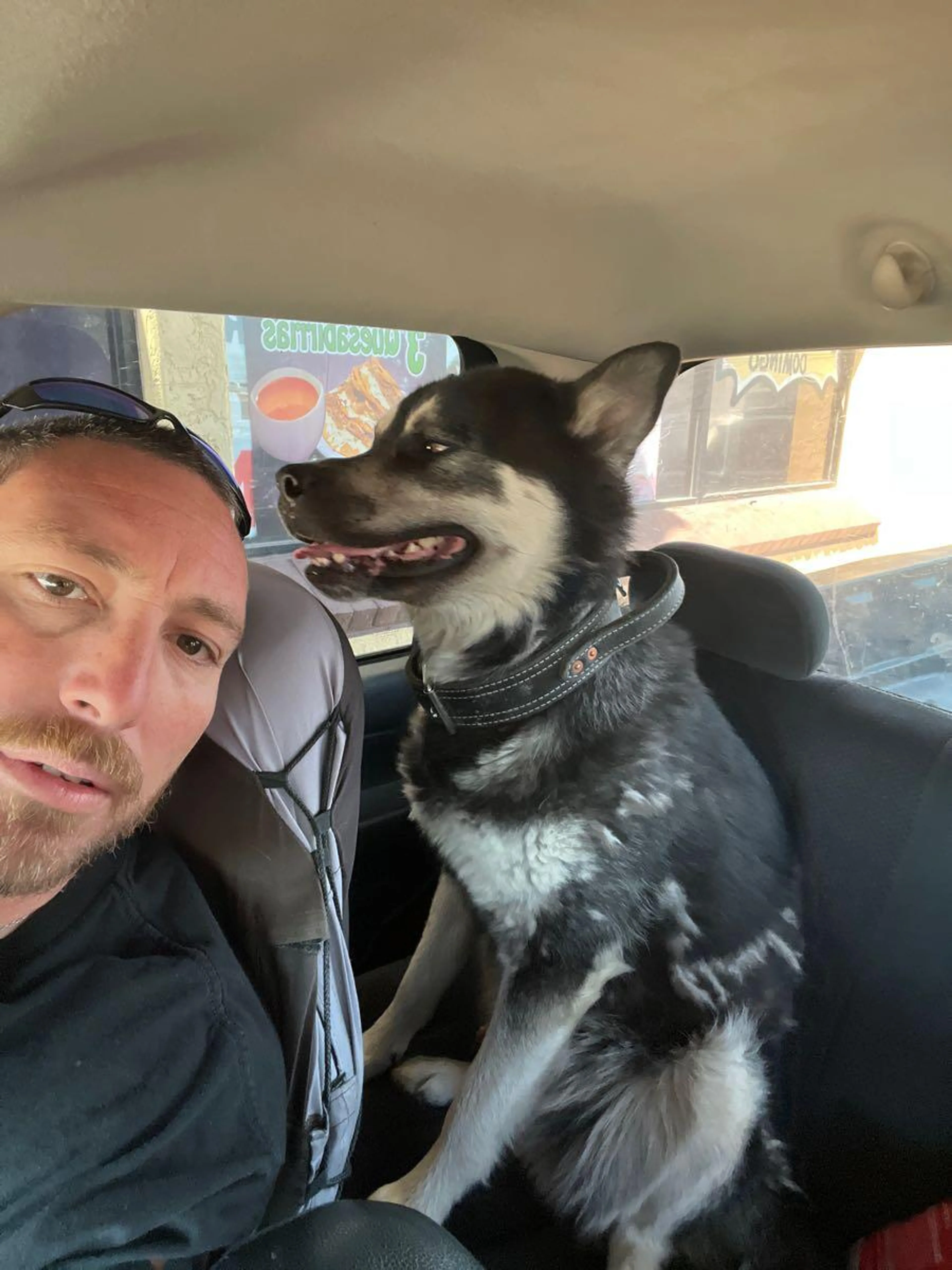 Found pet