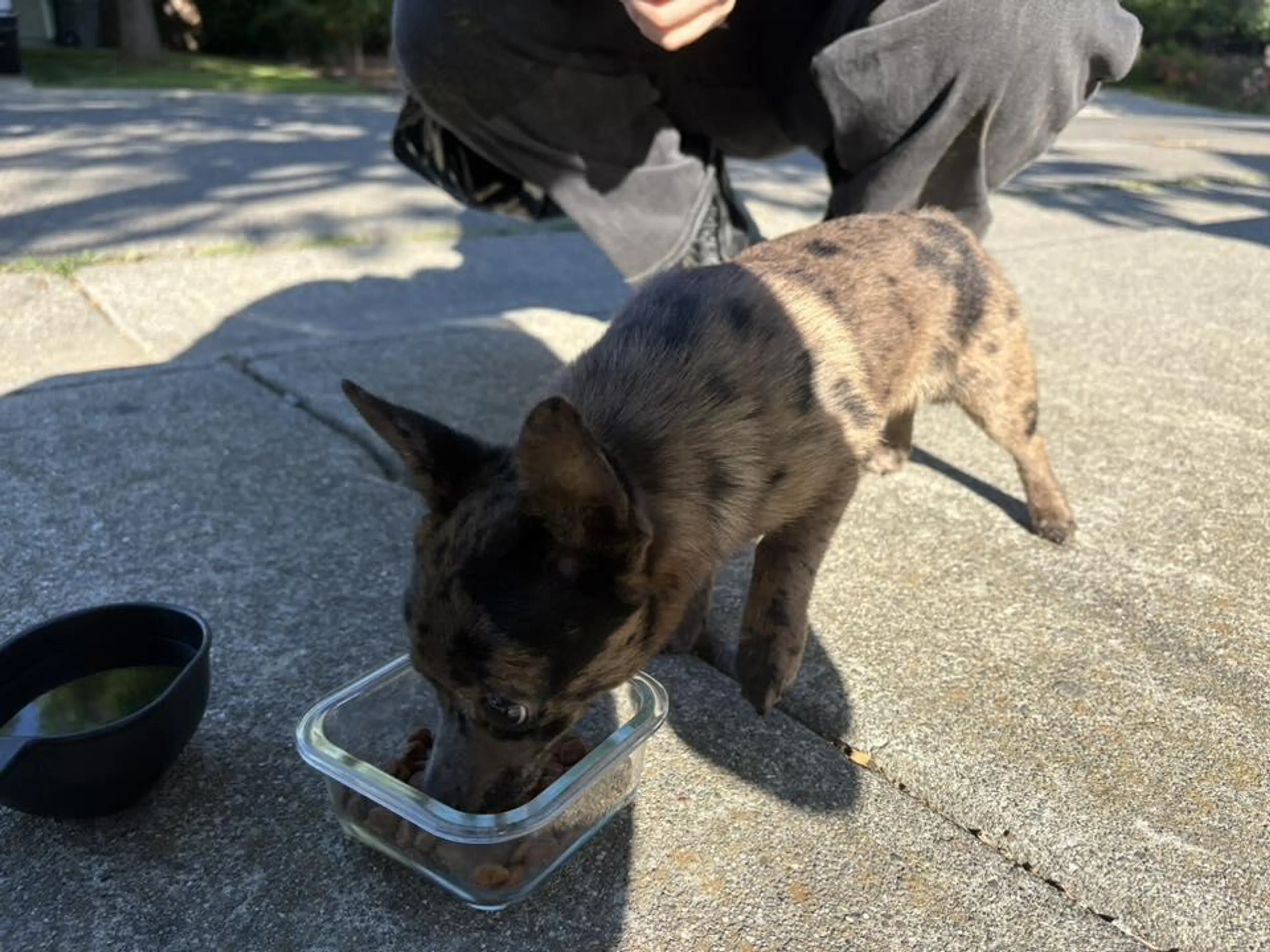 Found pet