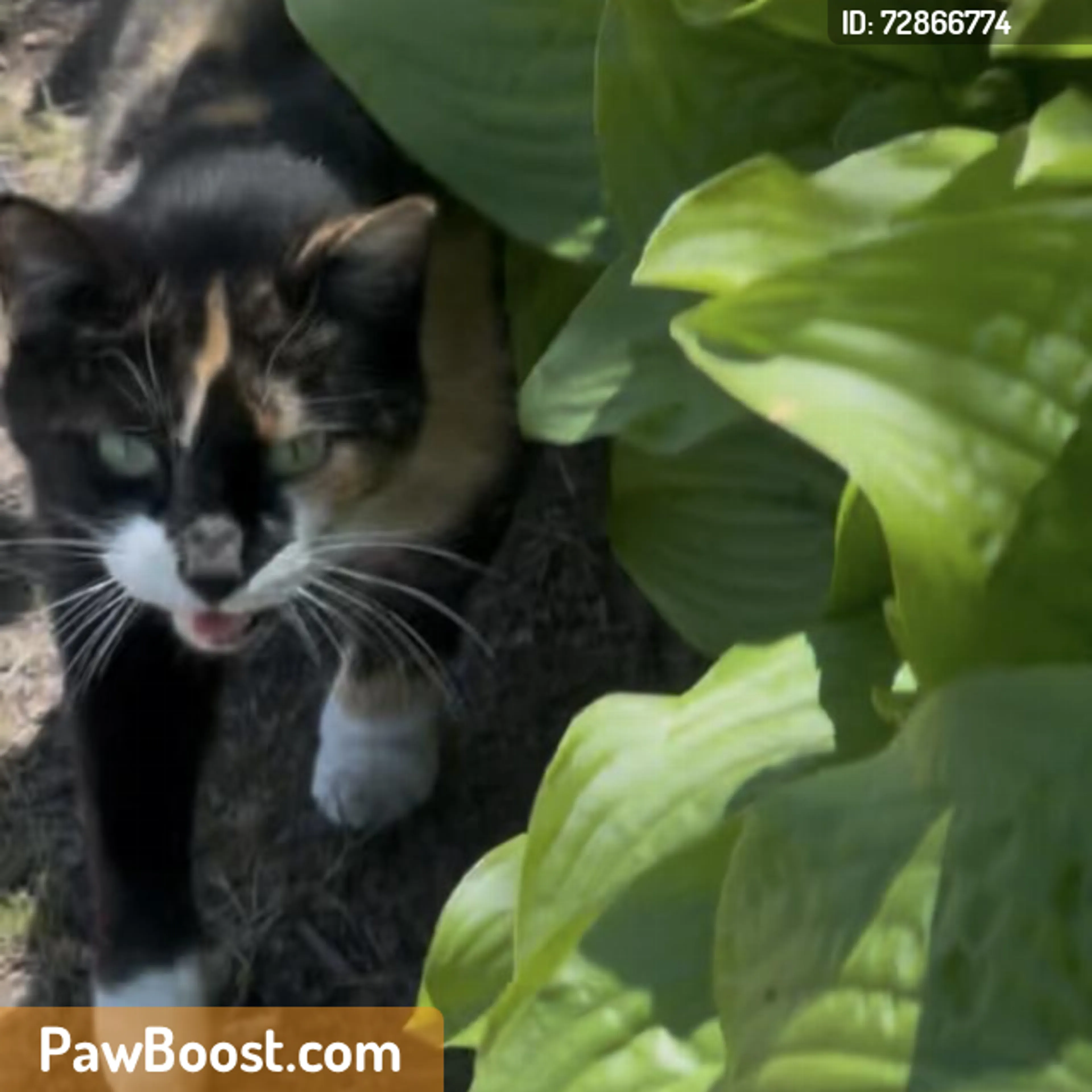 Found pet