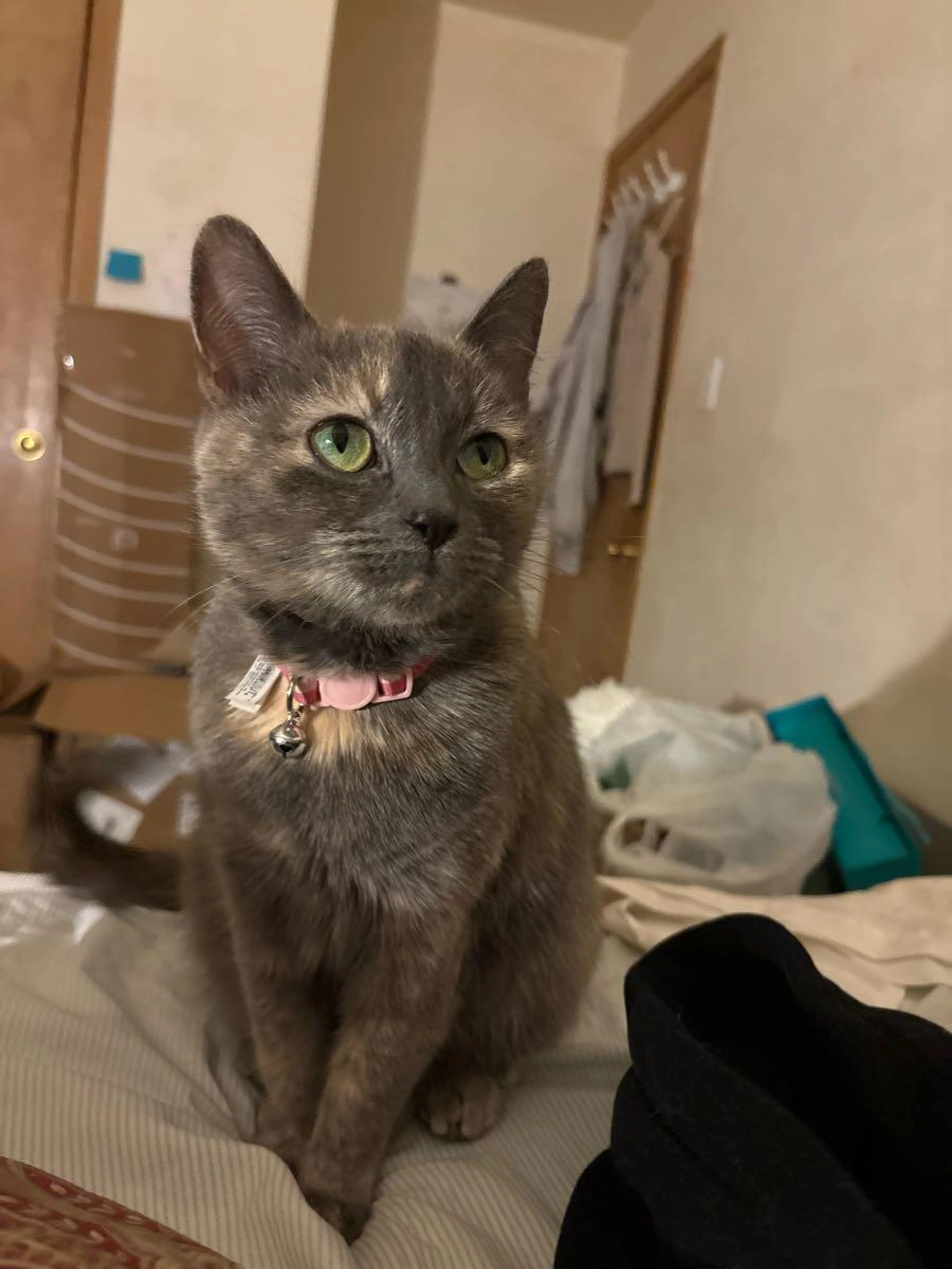 Lost pet