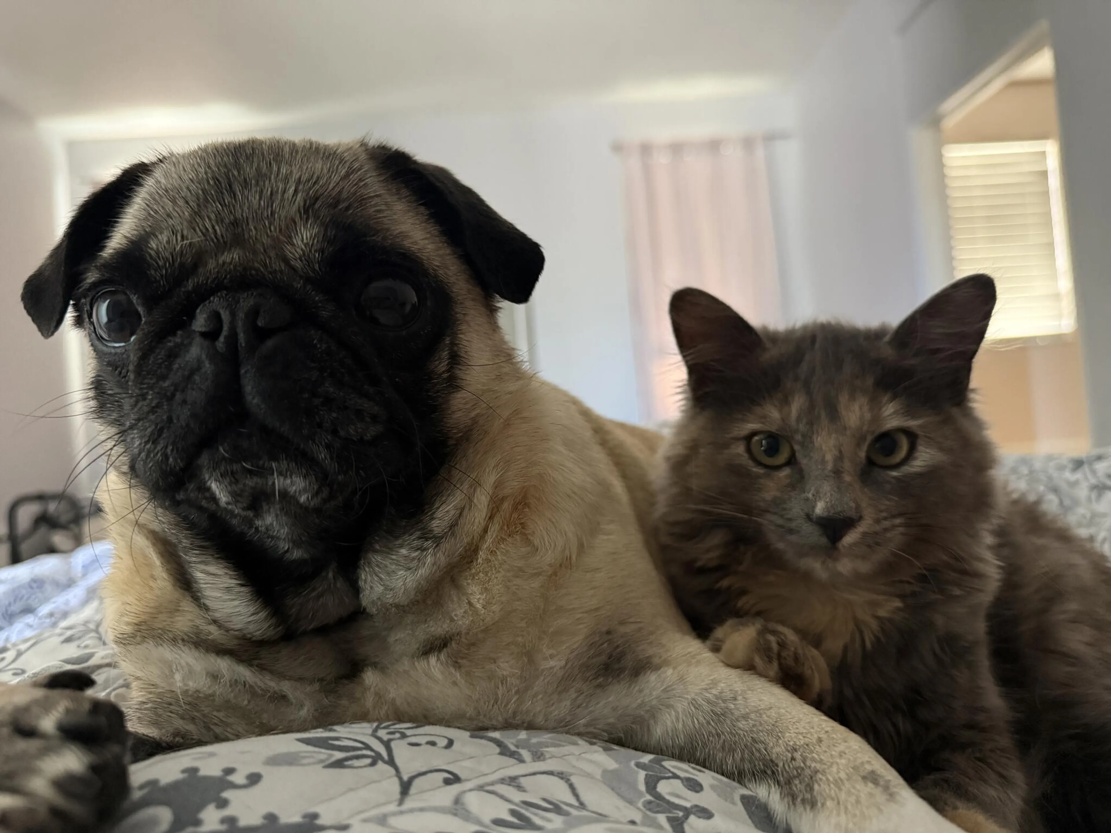 Lost pet
