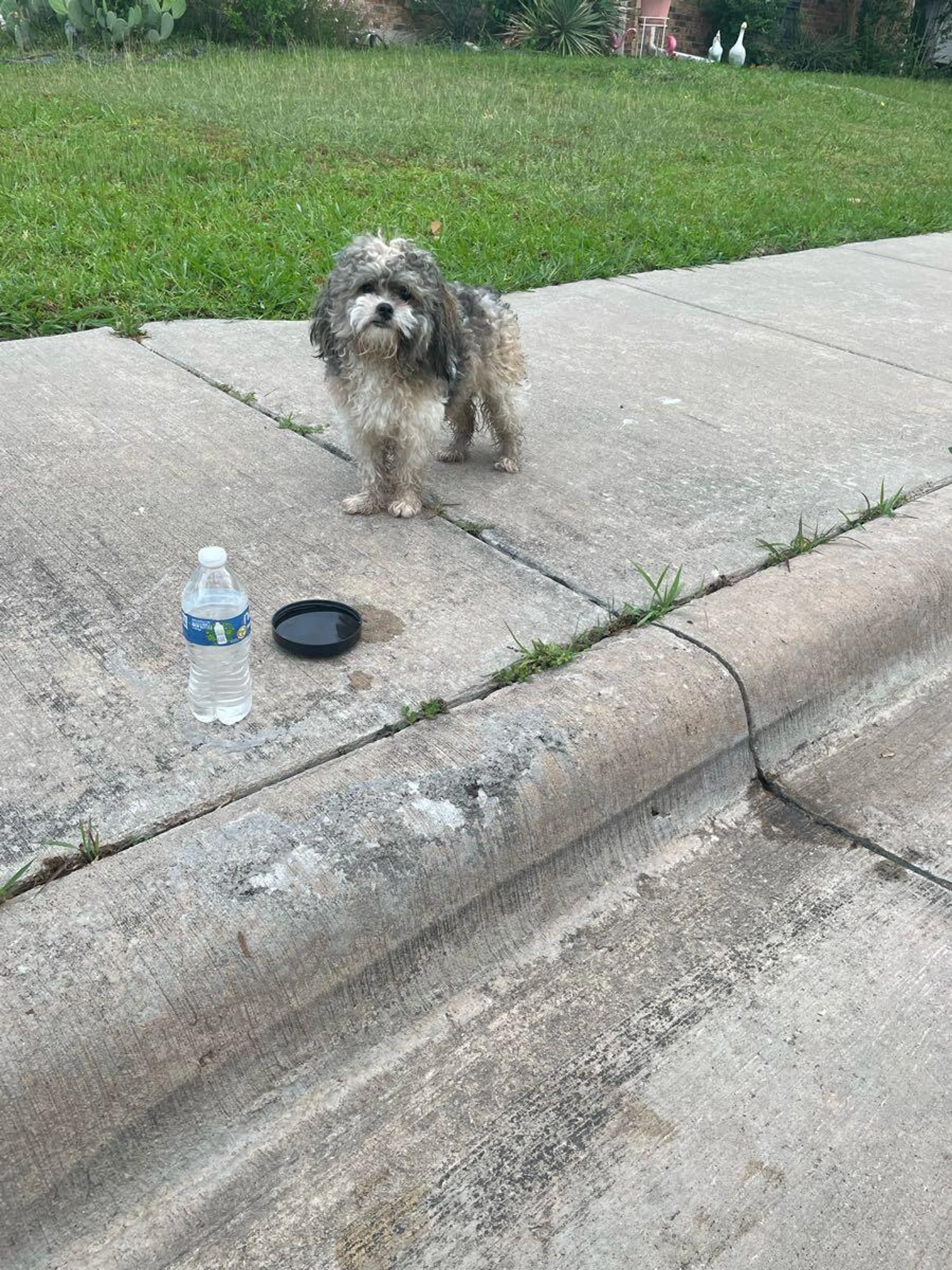 Found pet