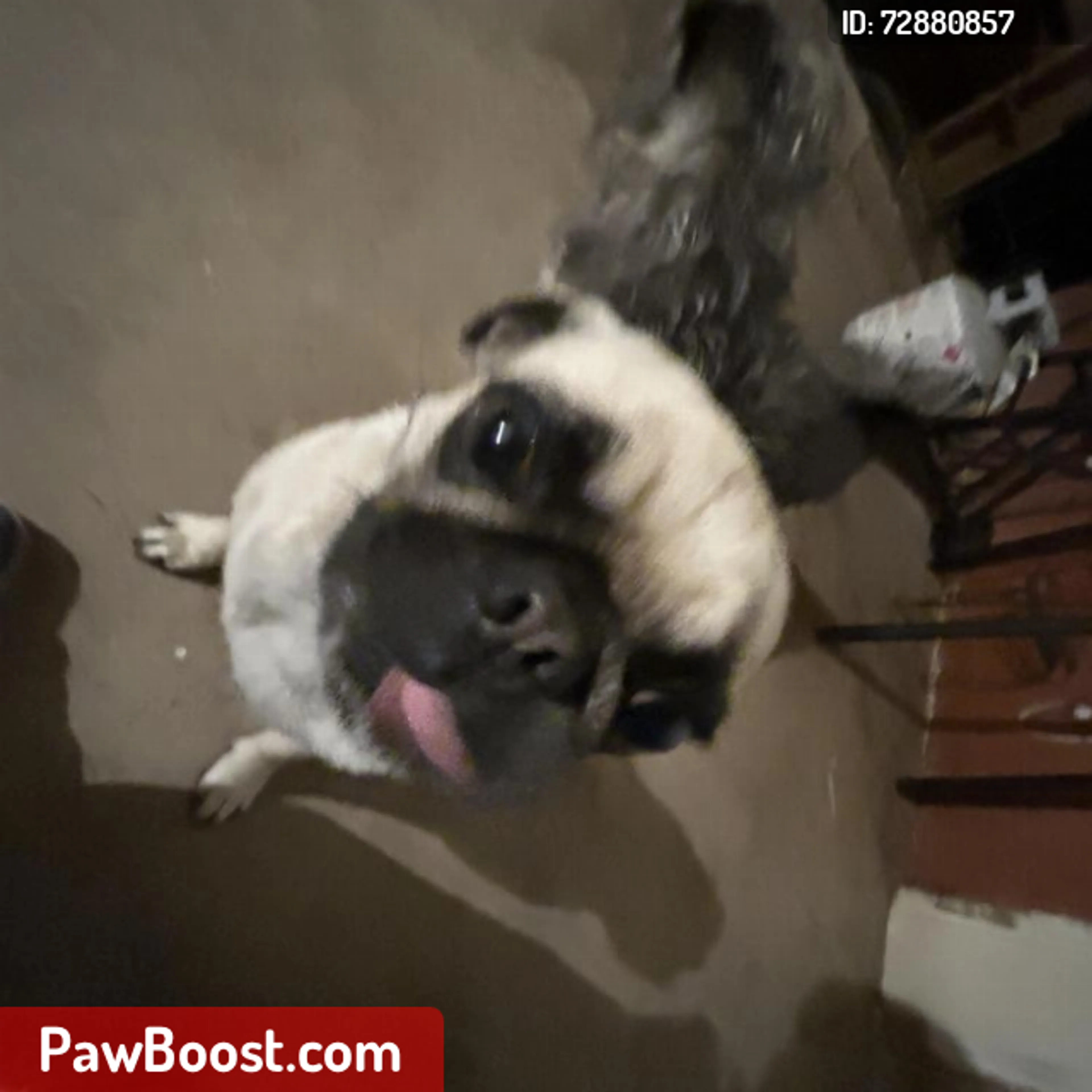 Lost pet