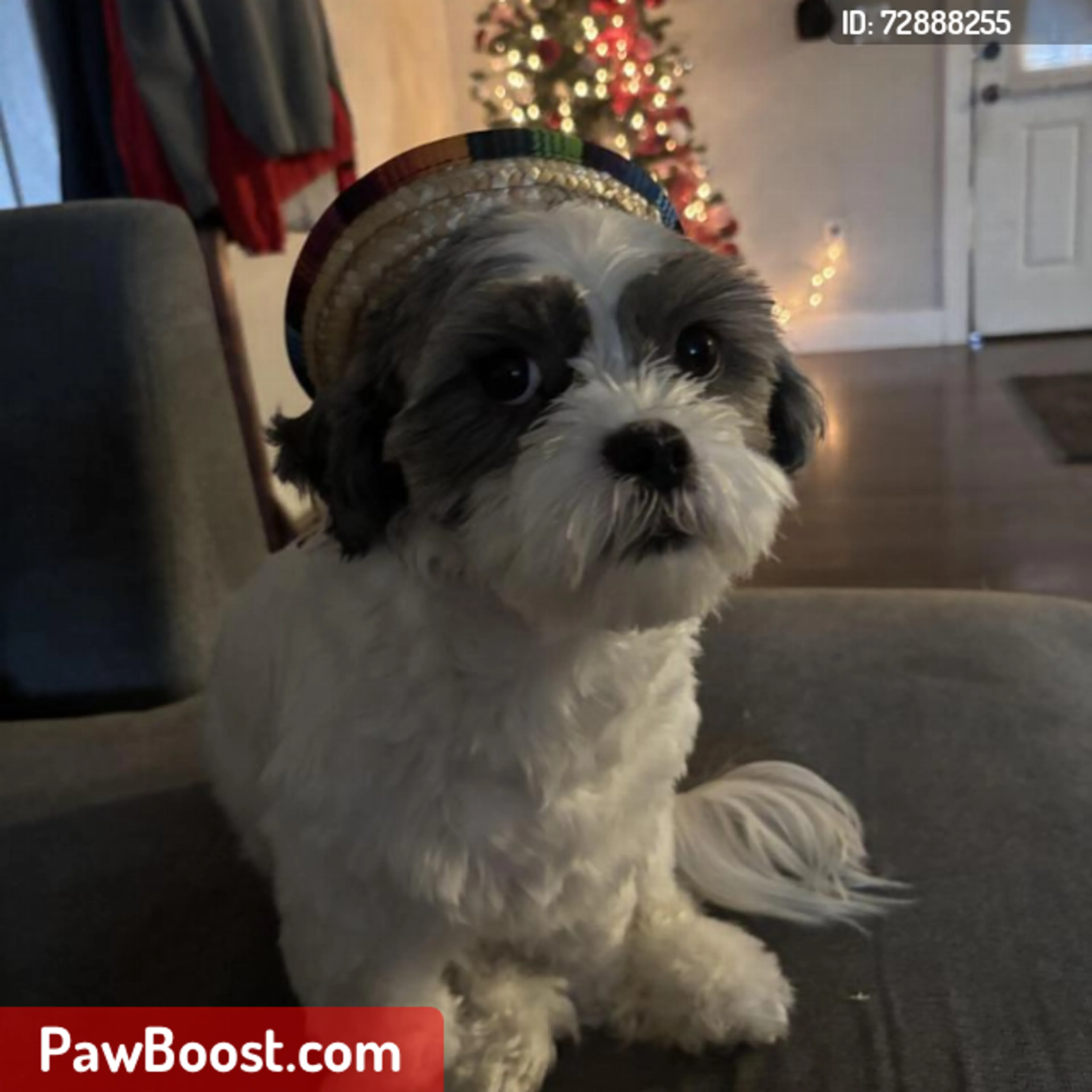 Lost pet