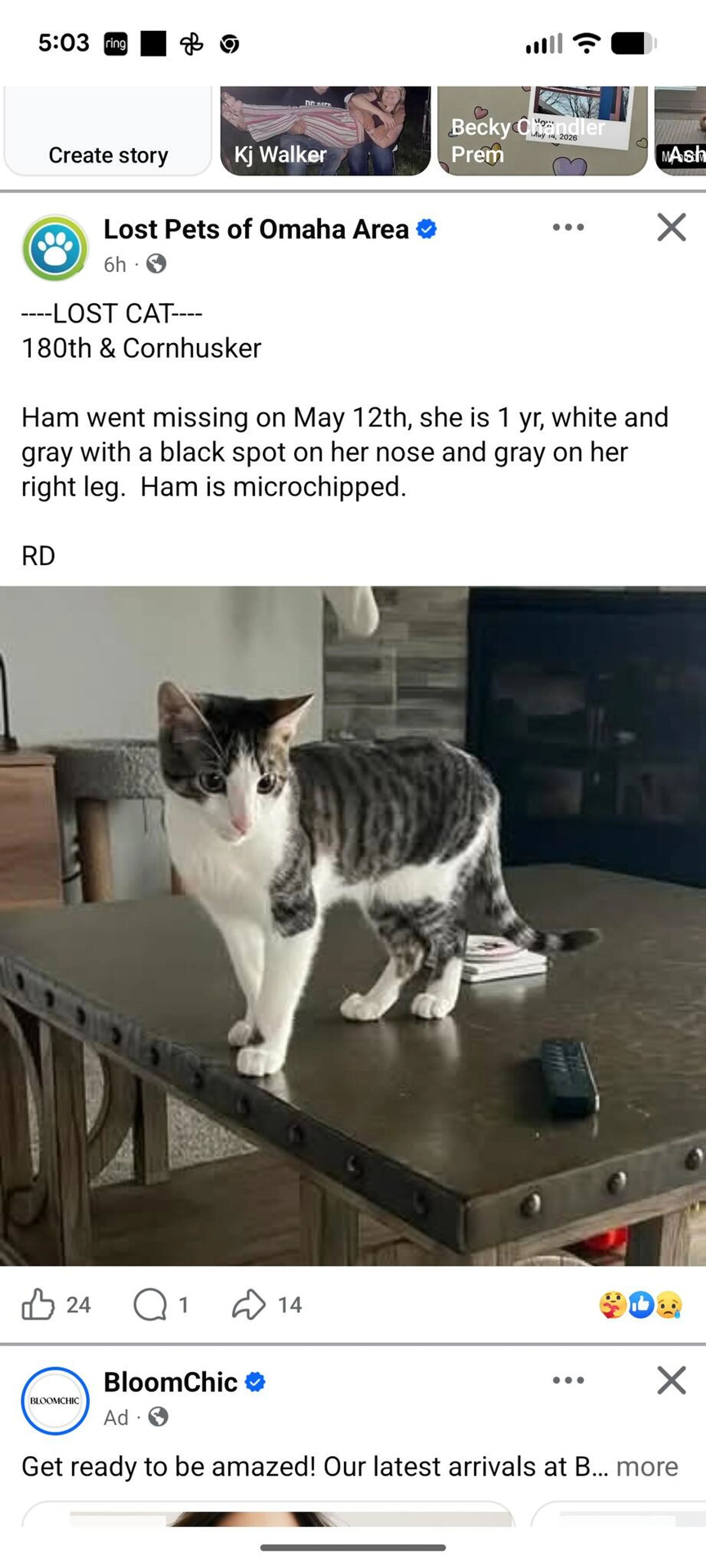 Lost pet