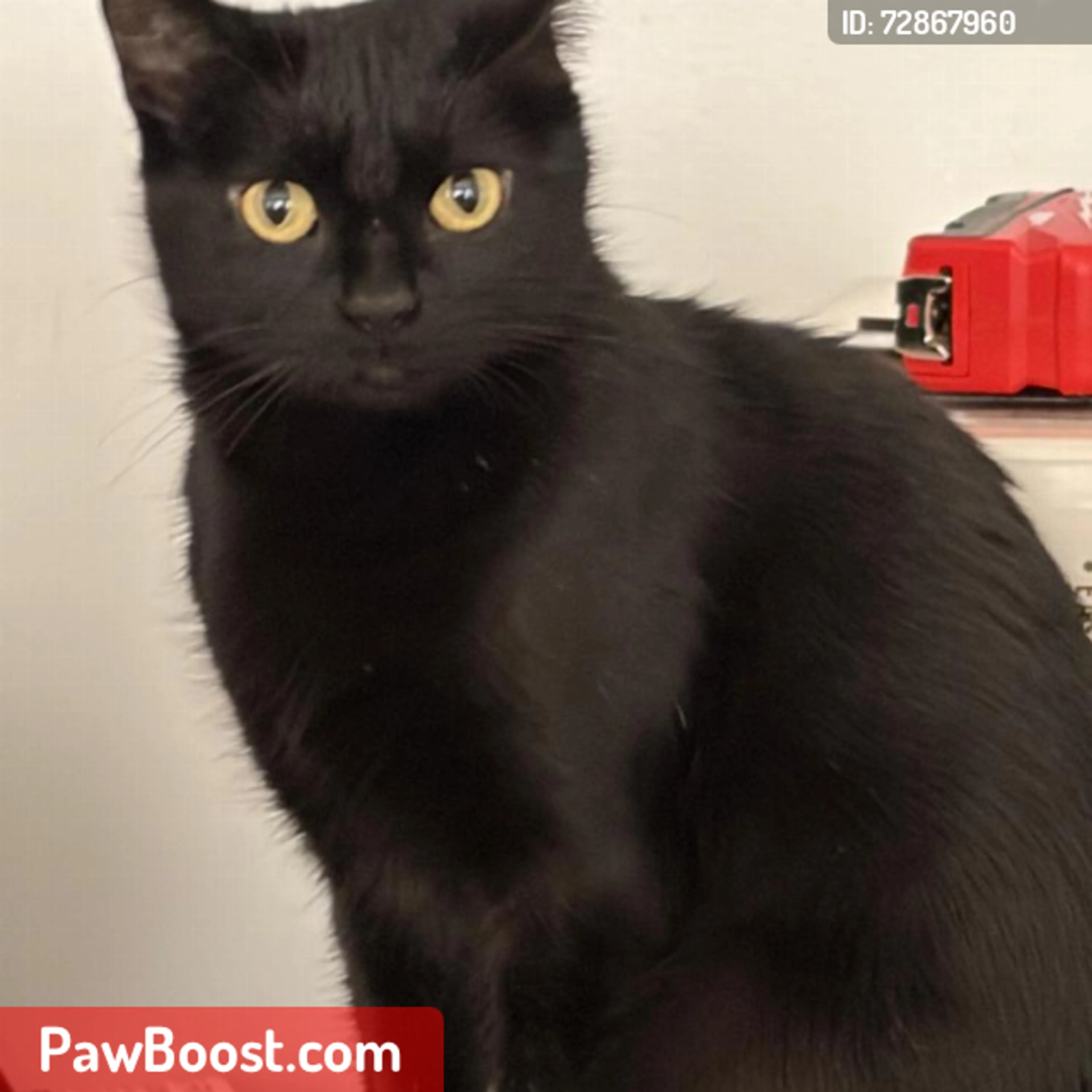 Lost pet