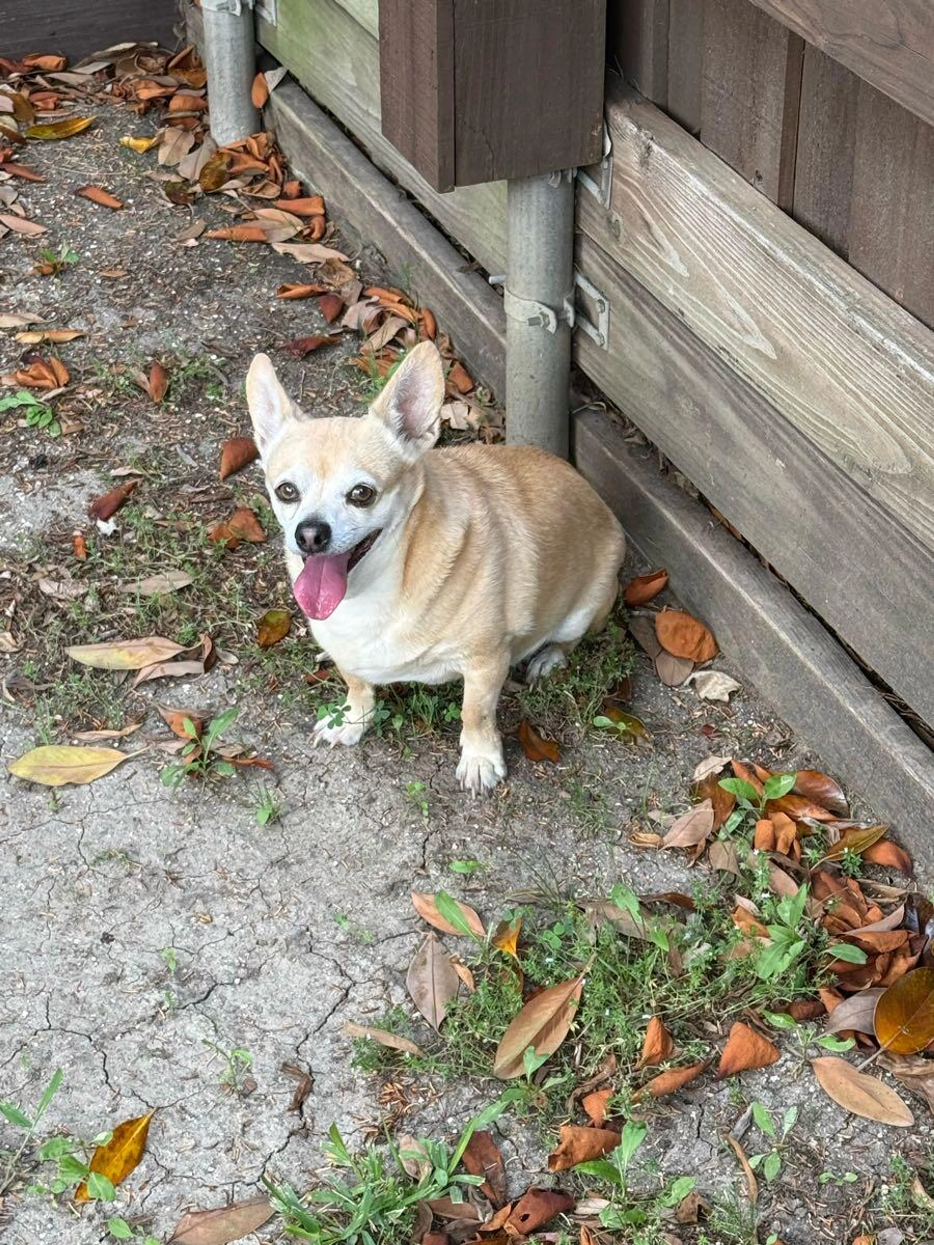 Found pet