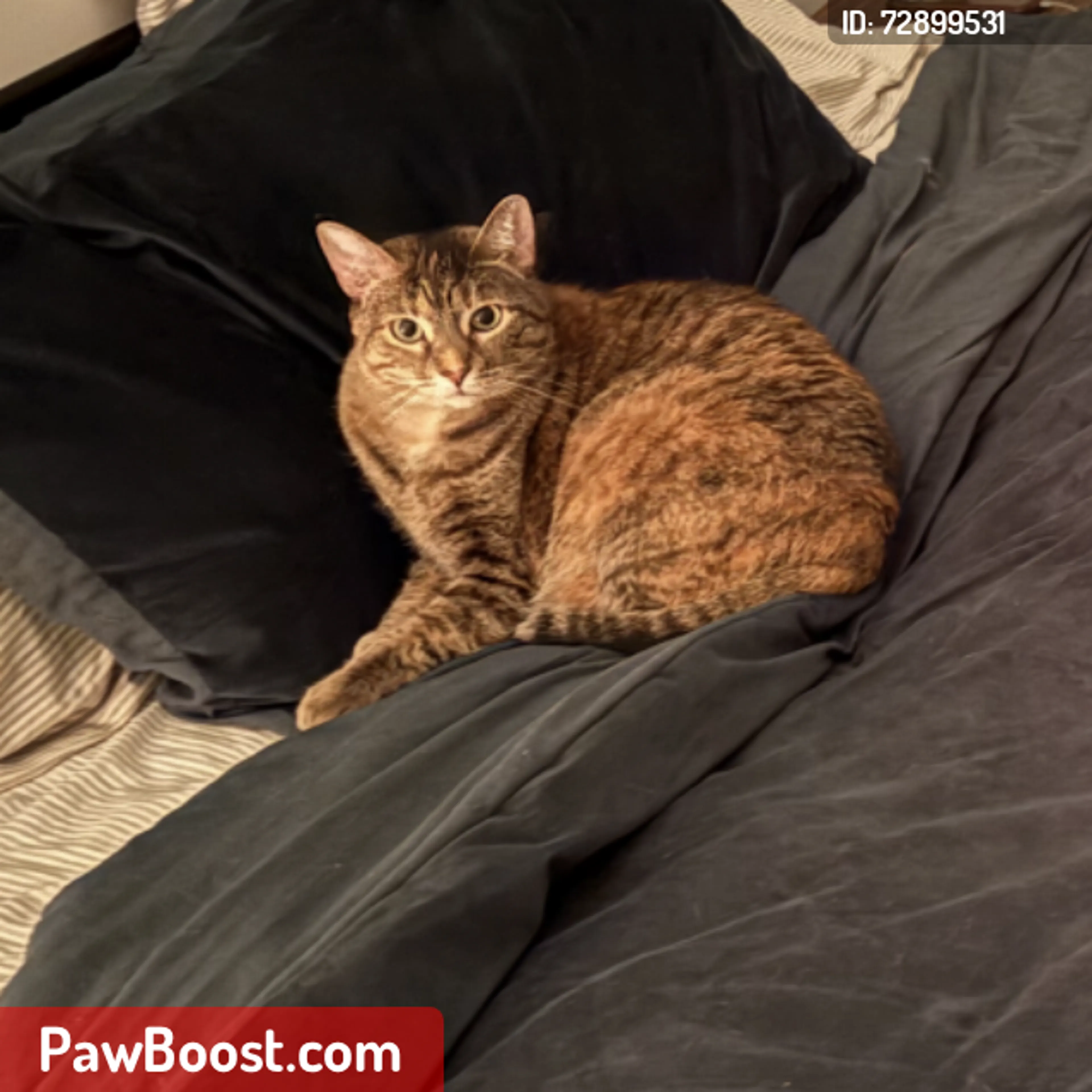 Lost pet
