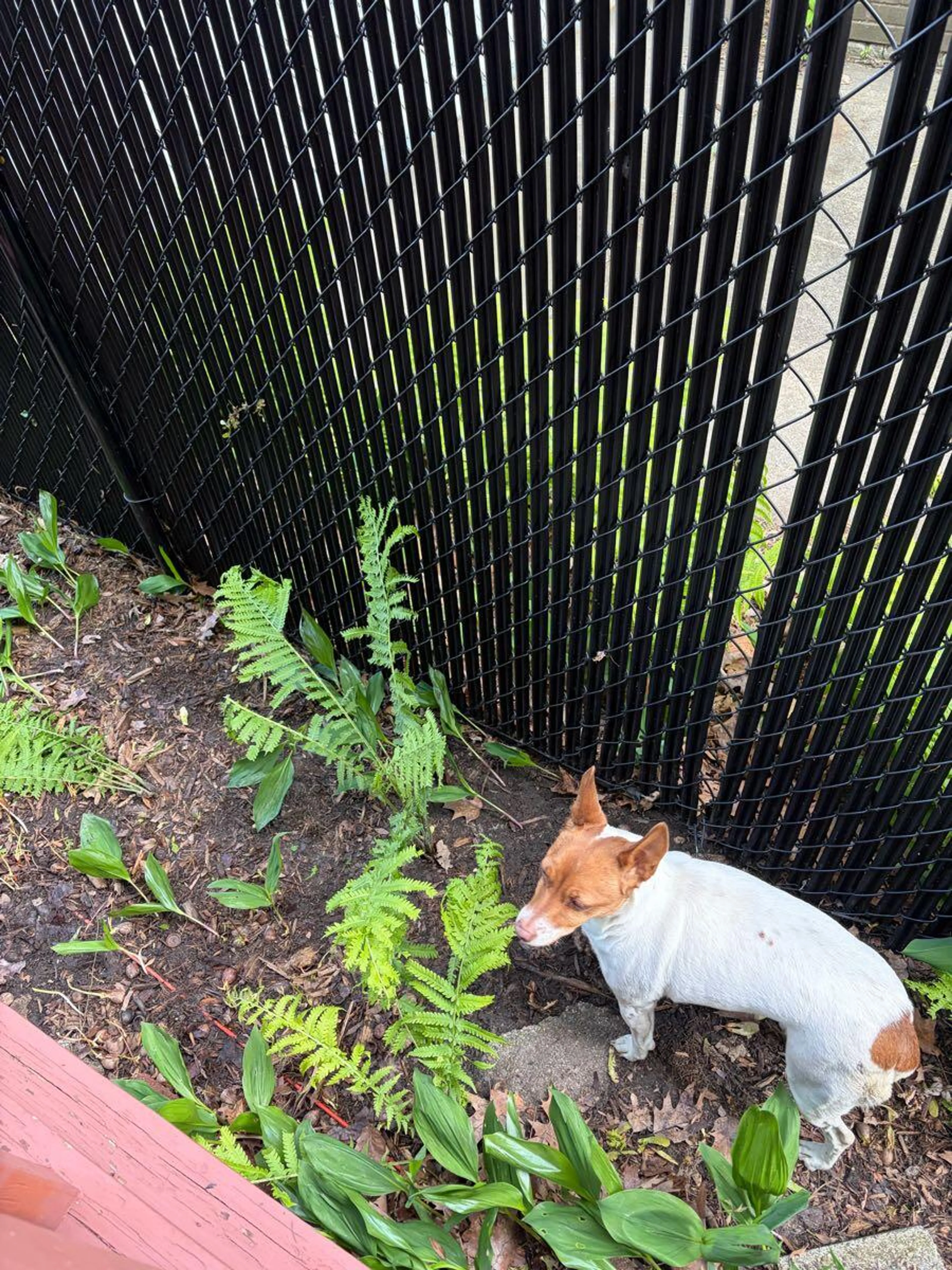Lost pet